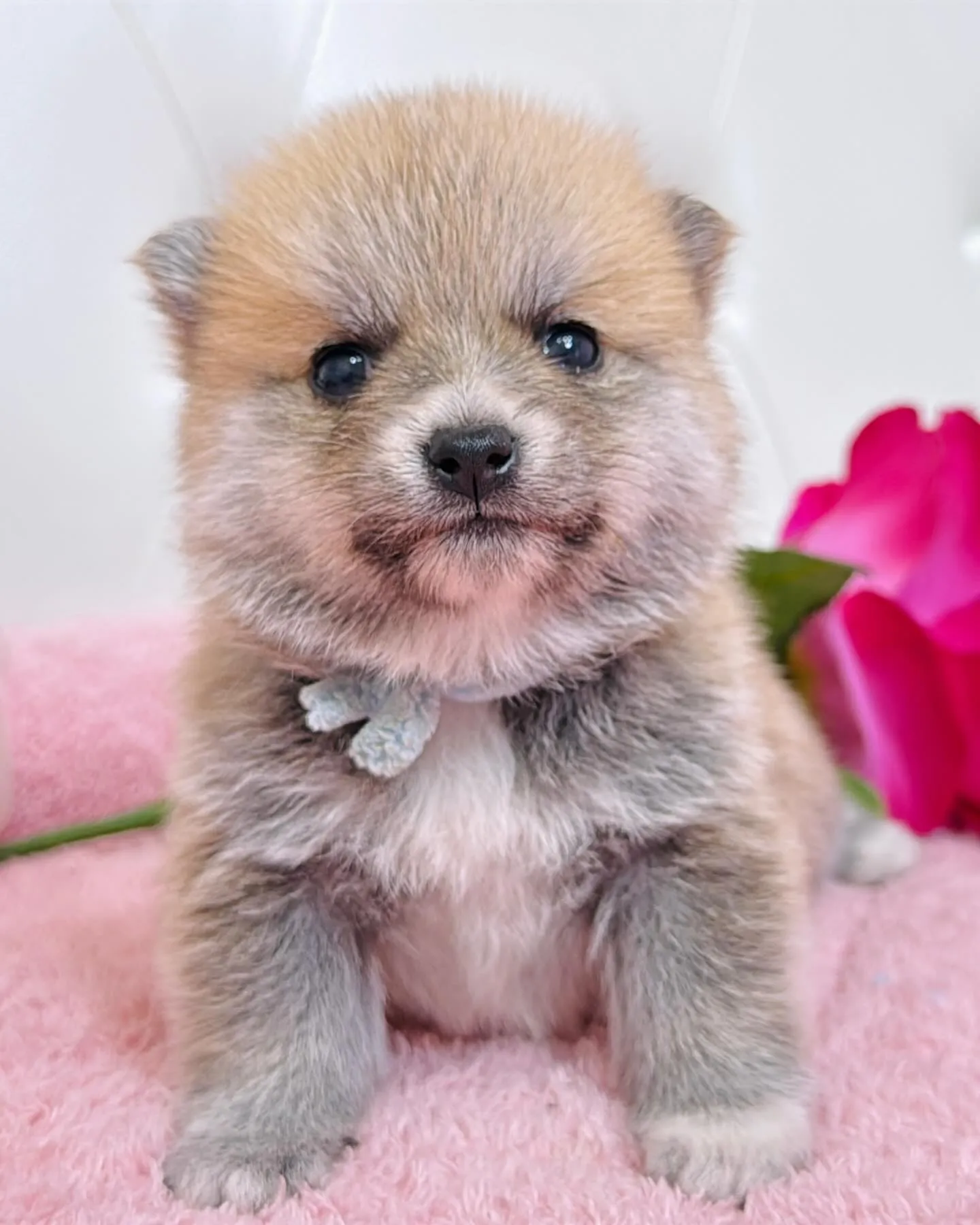 ポメ豆/豆ポメ/ブリーダー直販/パピーランドシェリエ