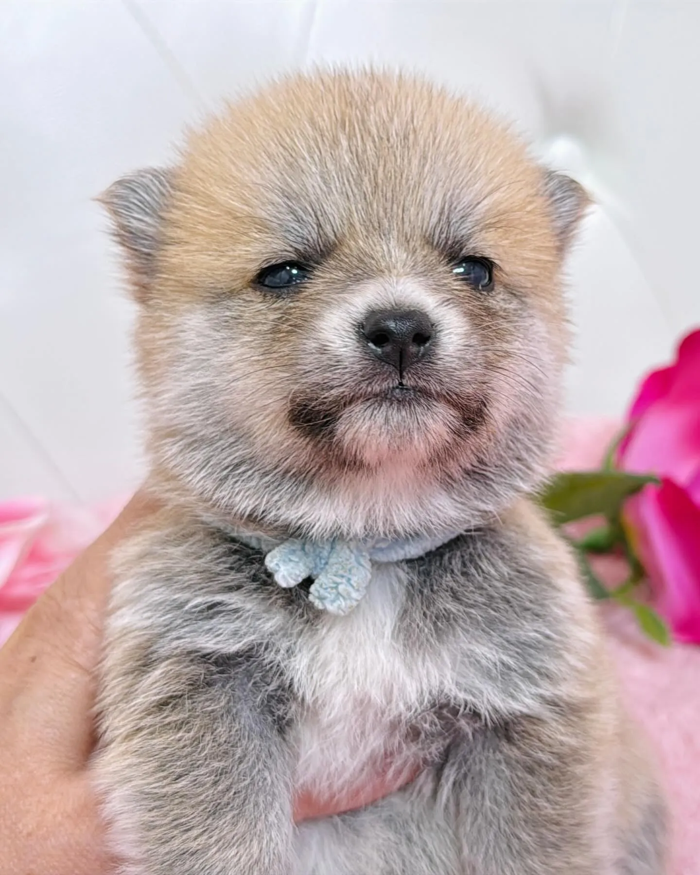 ポメ豆/豆ポメ/ブリーダー直販/パピーランドシェリエ