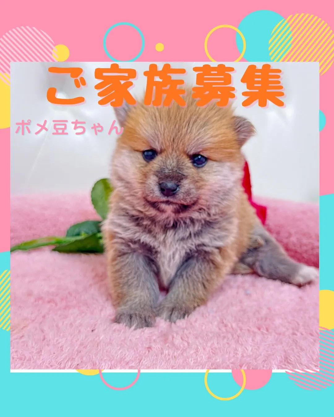 ポメ豆/豆ポメ/ブリーダー直販/パピーランドシェリエ
