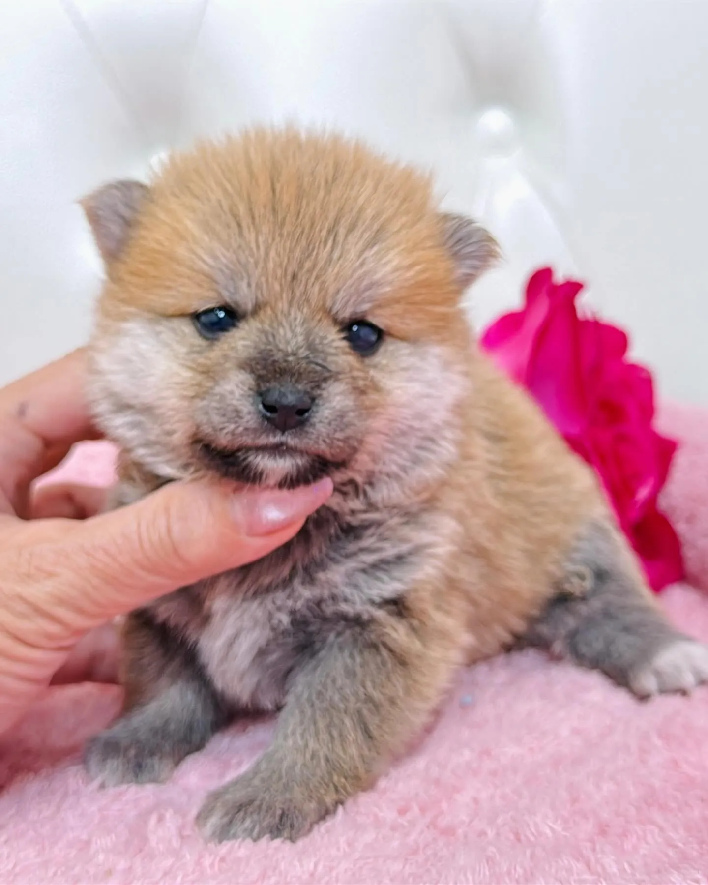 ポメ豆/豆ポメ/ブリーダー直販/パピーランドシェリエ