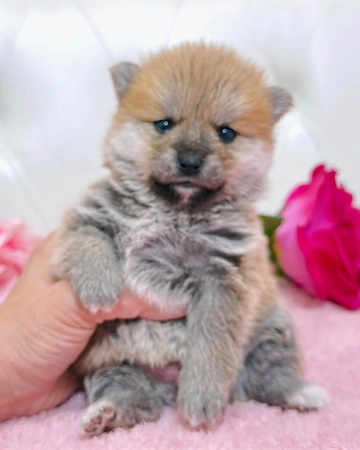 ポメ豆/豆ポメ/ブリーダー直販/パピーランドシェリエ