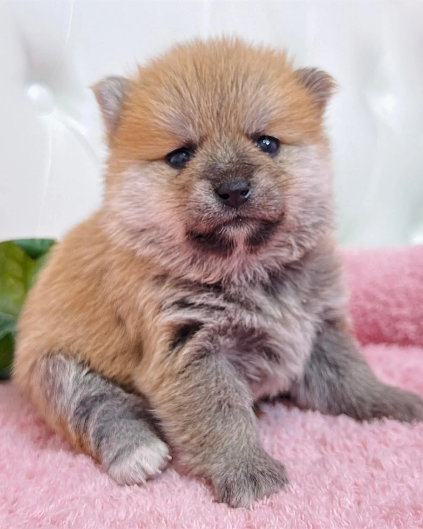 ポメ豆/豆ポメ/ブリーダー直販/パピーランドシェリエ