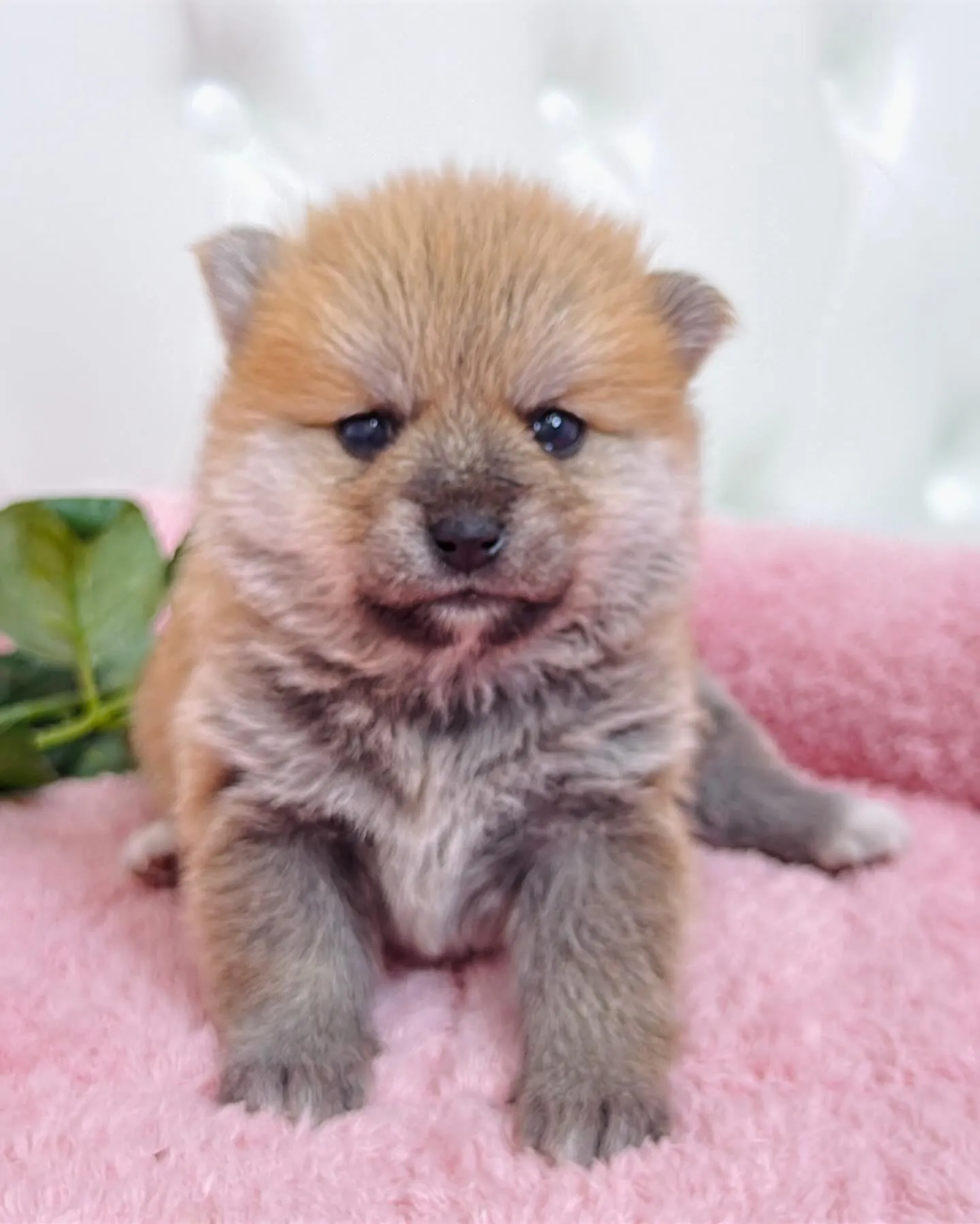 ポメ豆/豆ポメ/ブリーダー直販/パピーランドシェリエ