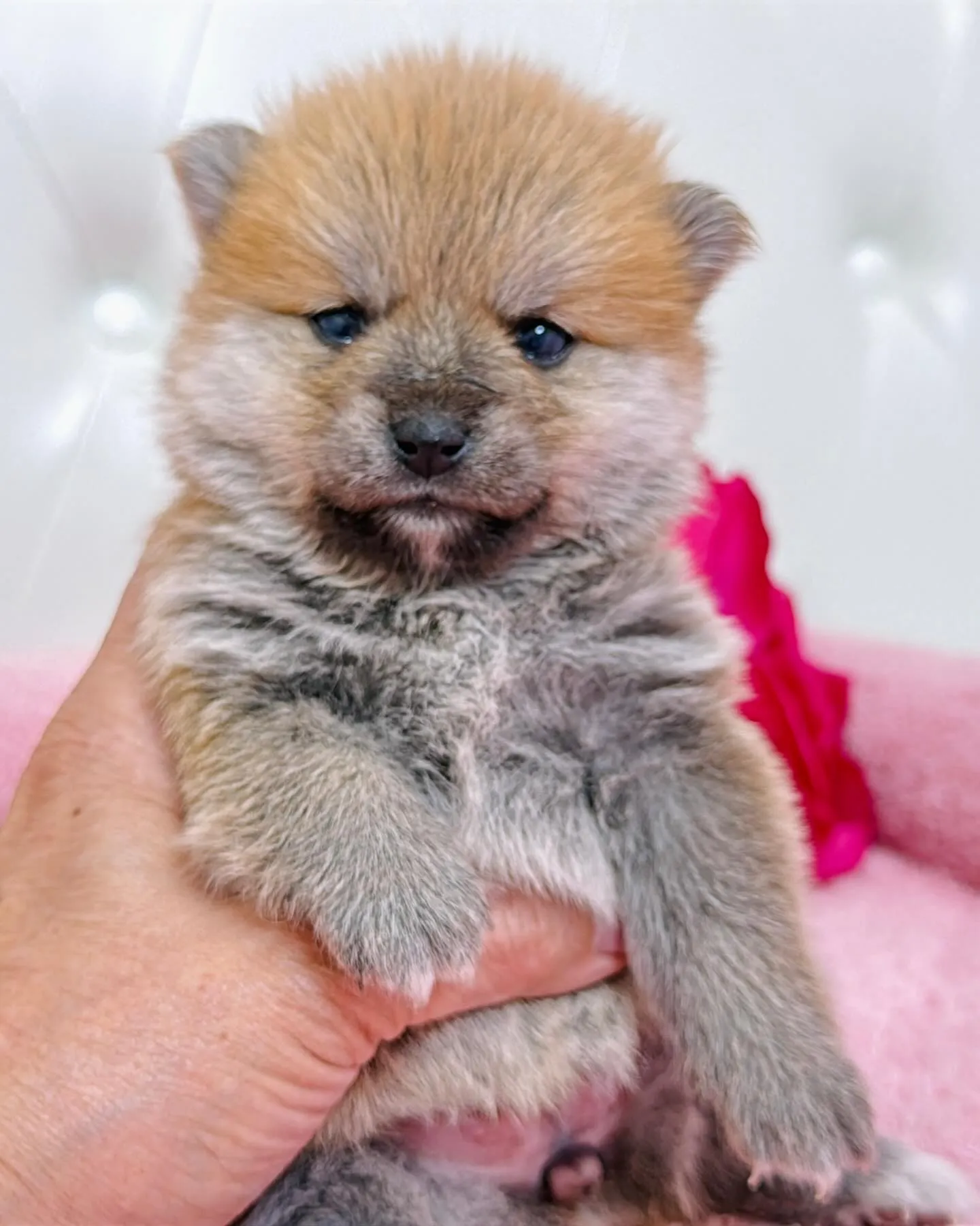 ポメ豆/豆ポメ/ブリーダー直販/パピーランドシェリエ