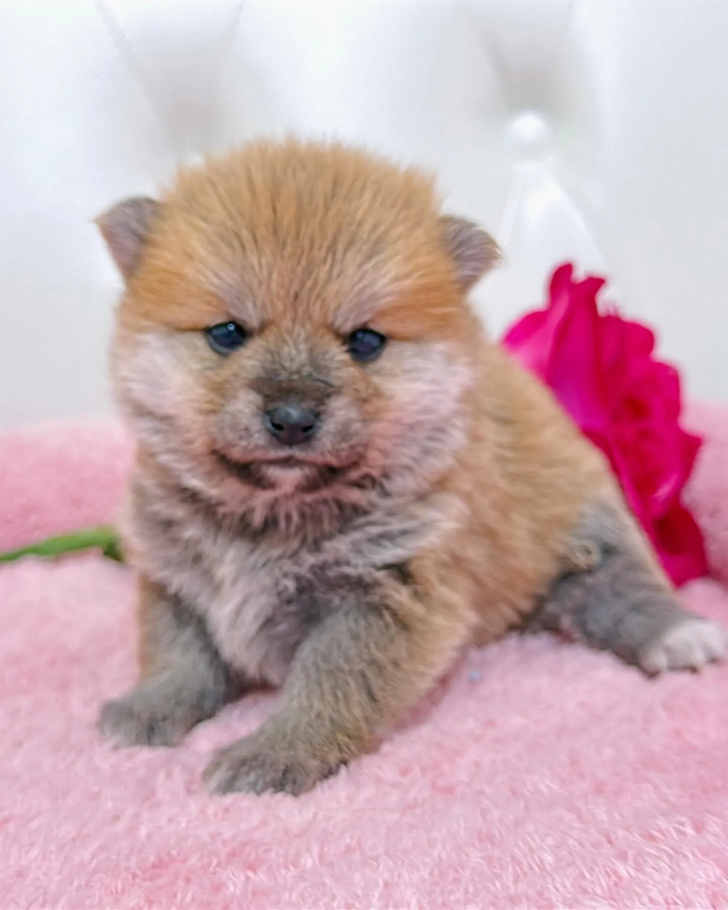 ポメ豆/豆ポメ/ブリーダー直販/パピーランドシェリエ