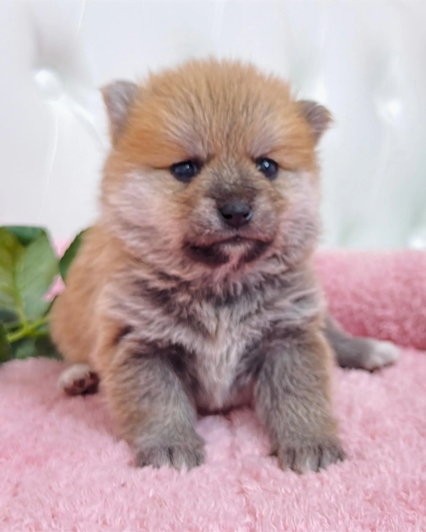 ポメ豆/豆ポメ/ブリーダー直販/パピーランドシェリエ