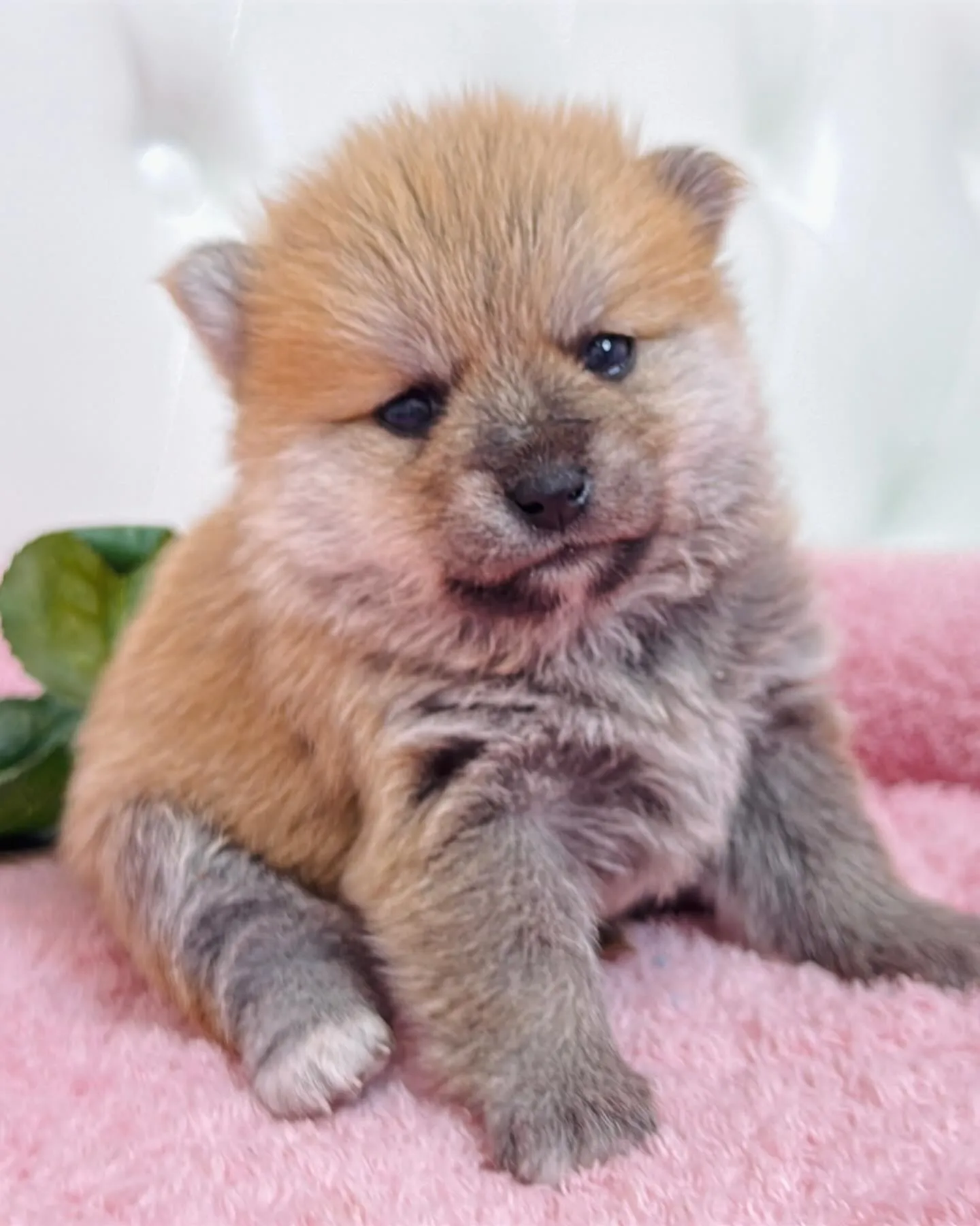 ポメ豆/豆ポメ/ブリーダー直販/パピーランドシェリエ