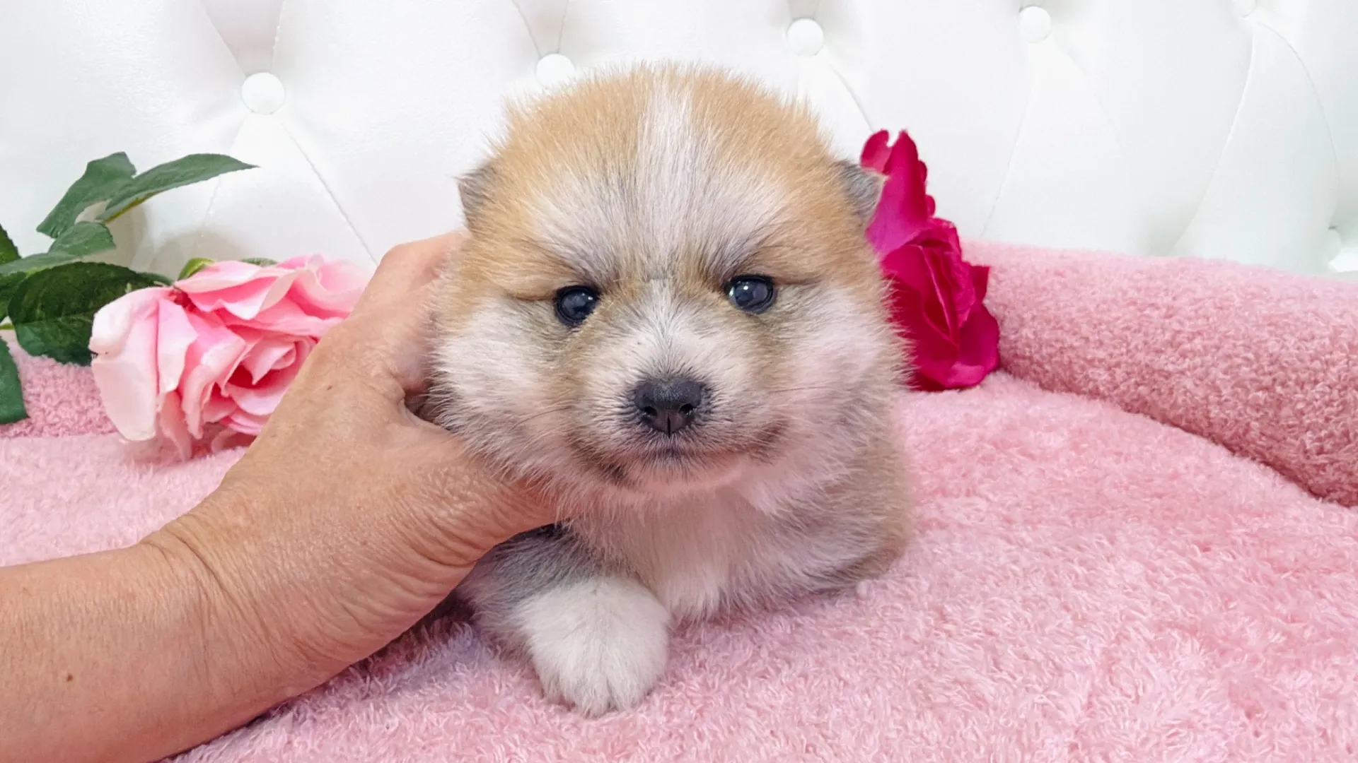 豆柴×ポメラニアン(PURIN101)