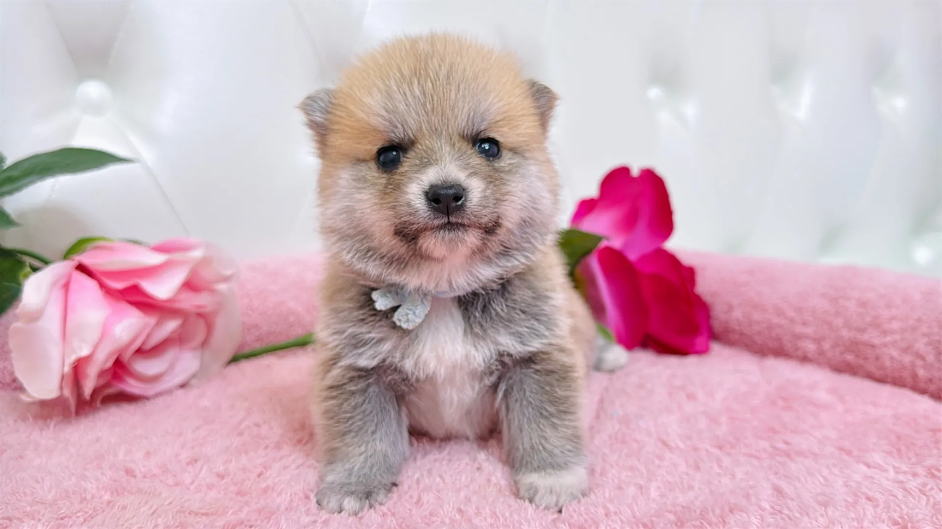 豆柴×ポメラニアン(PURIN102)