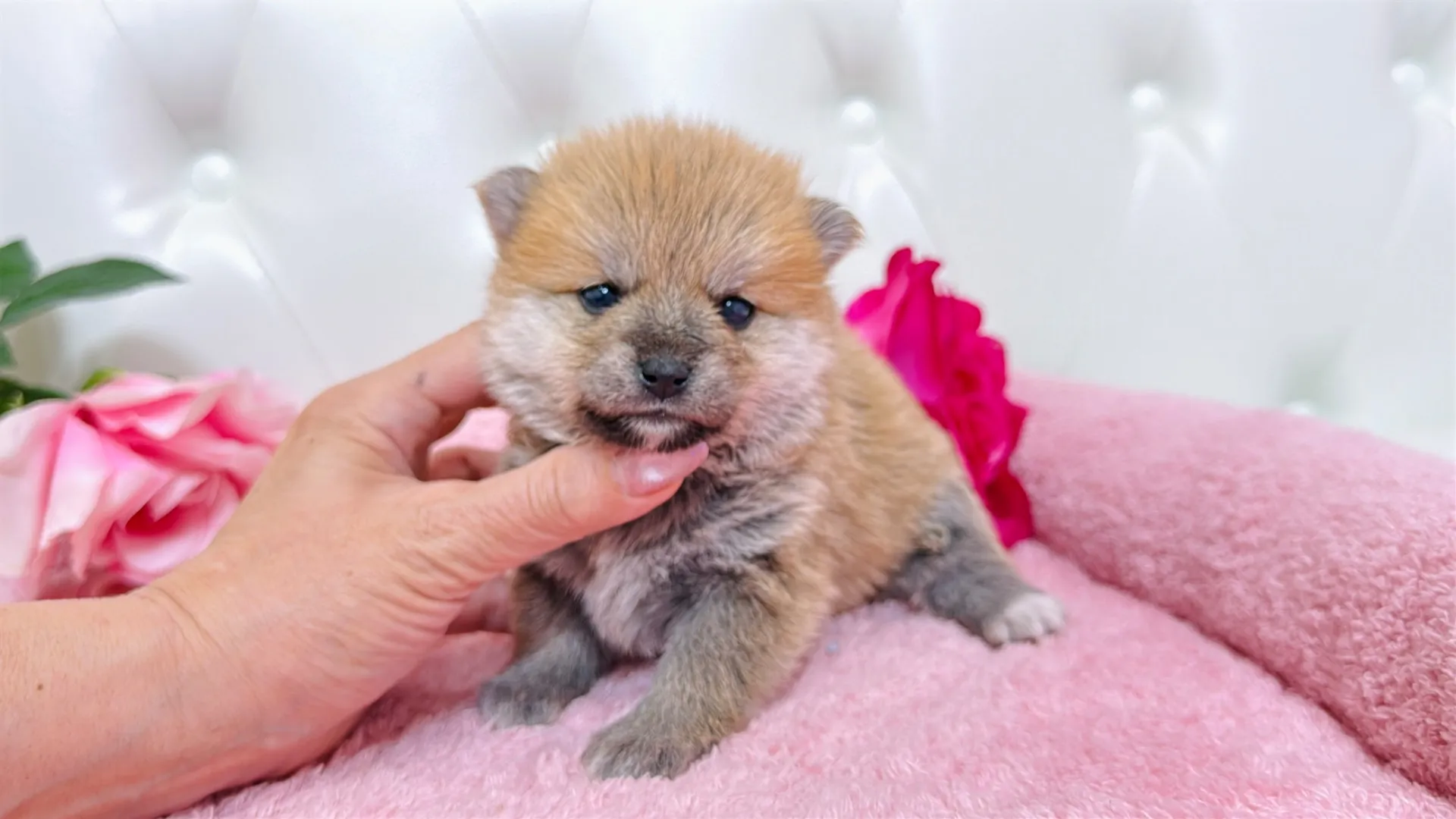 豆柴×ポメラニアン(PURIN104)