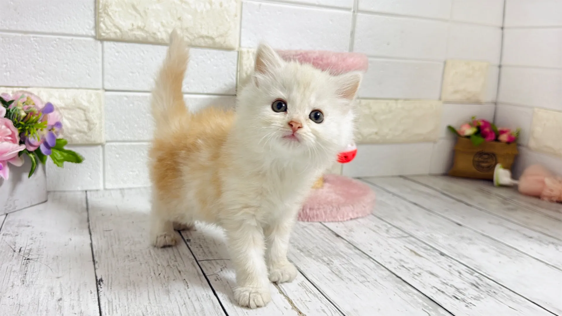 マンチカン長足(Bunny103)