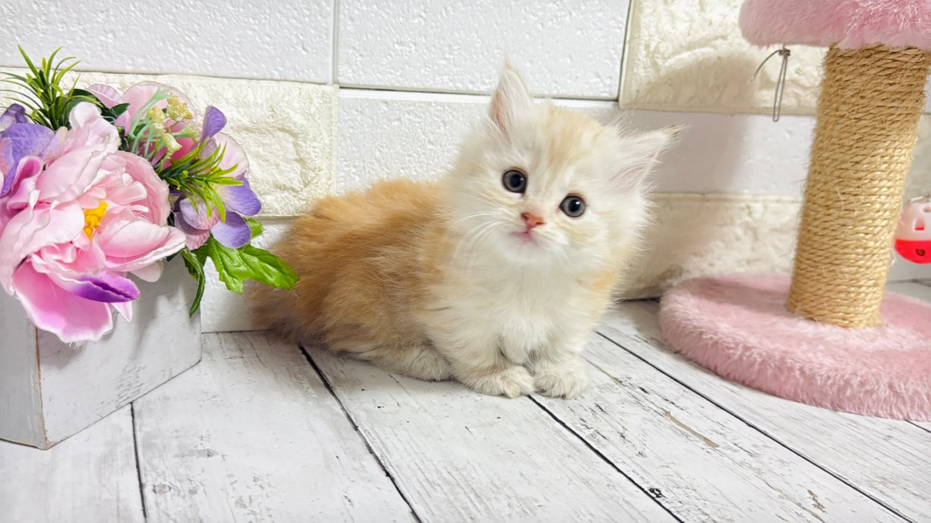 マンチカン短足(Bunny104)