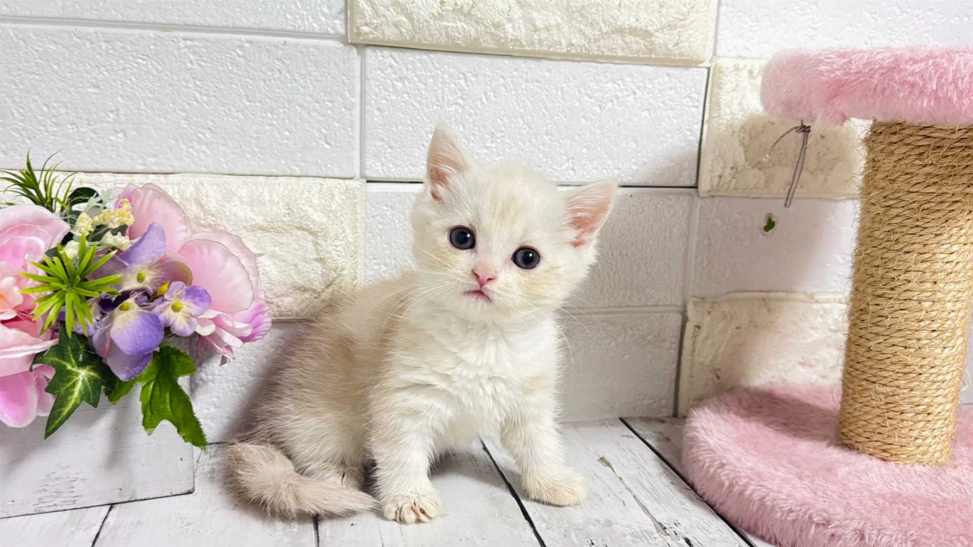 マンチカン短足（Yuba101）