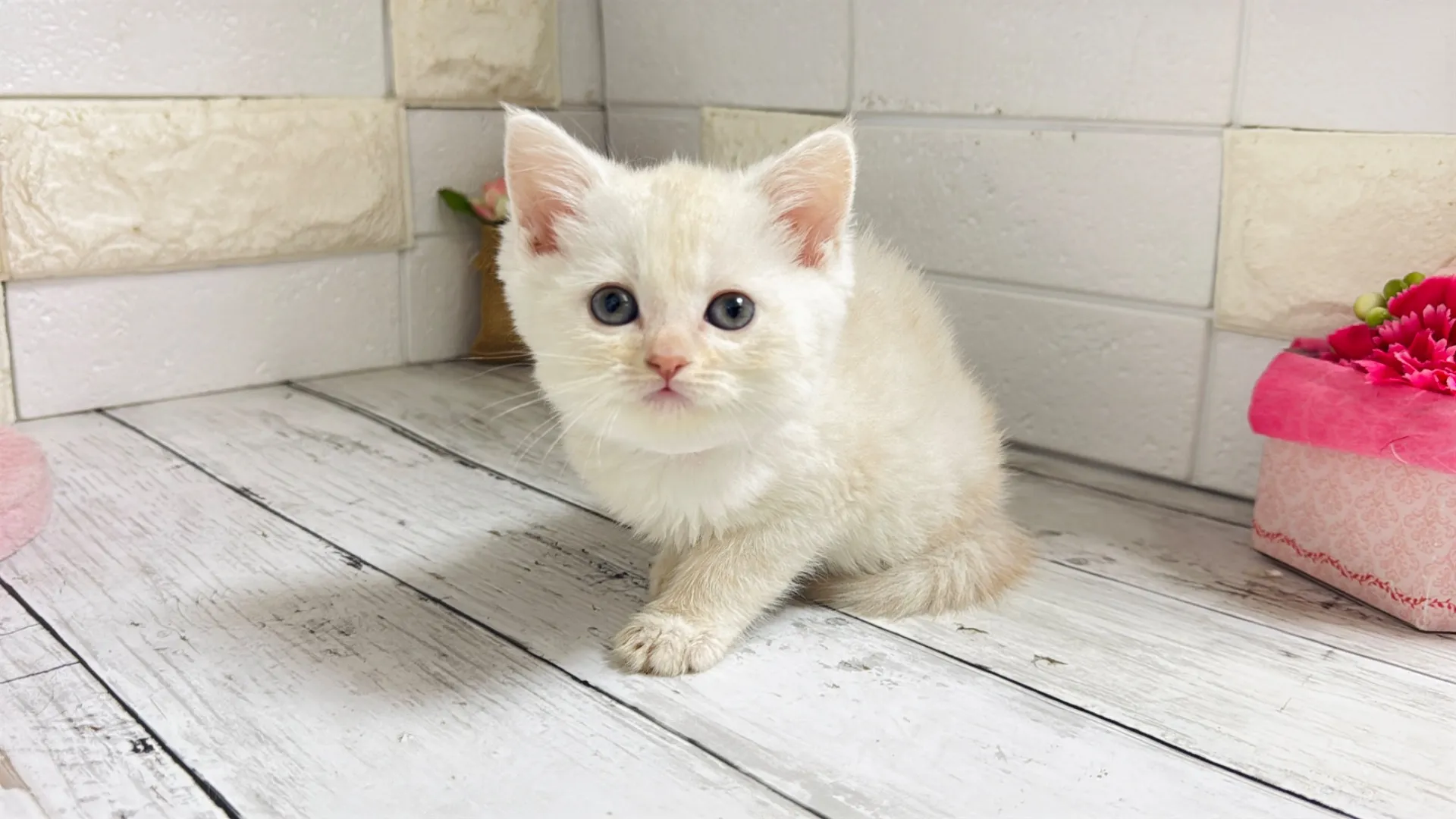 マンチカン長足(Yuba102)