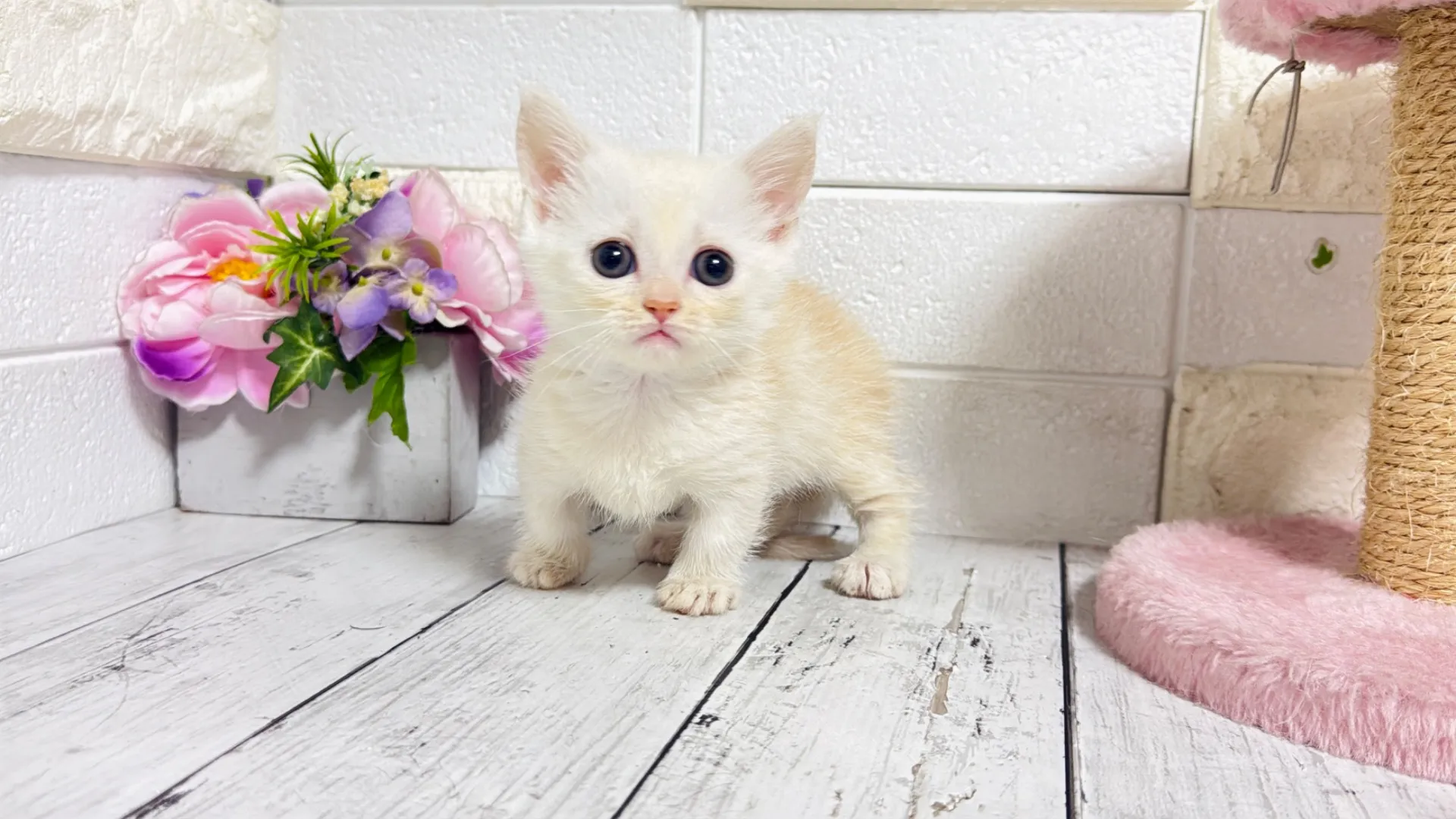 マンチカン短足(Yuba103)