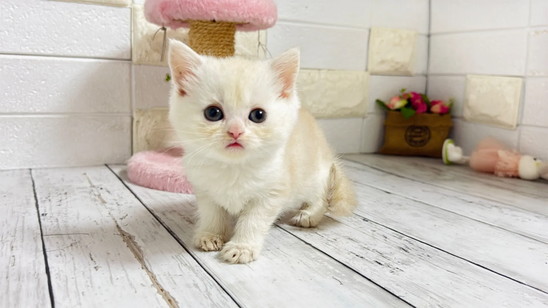 マンチカン長足(Yuba104)