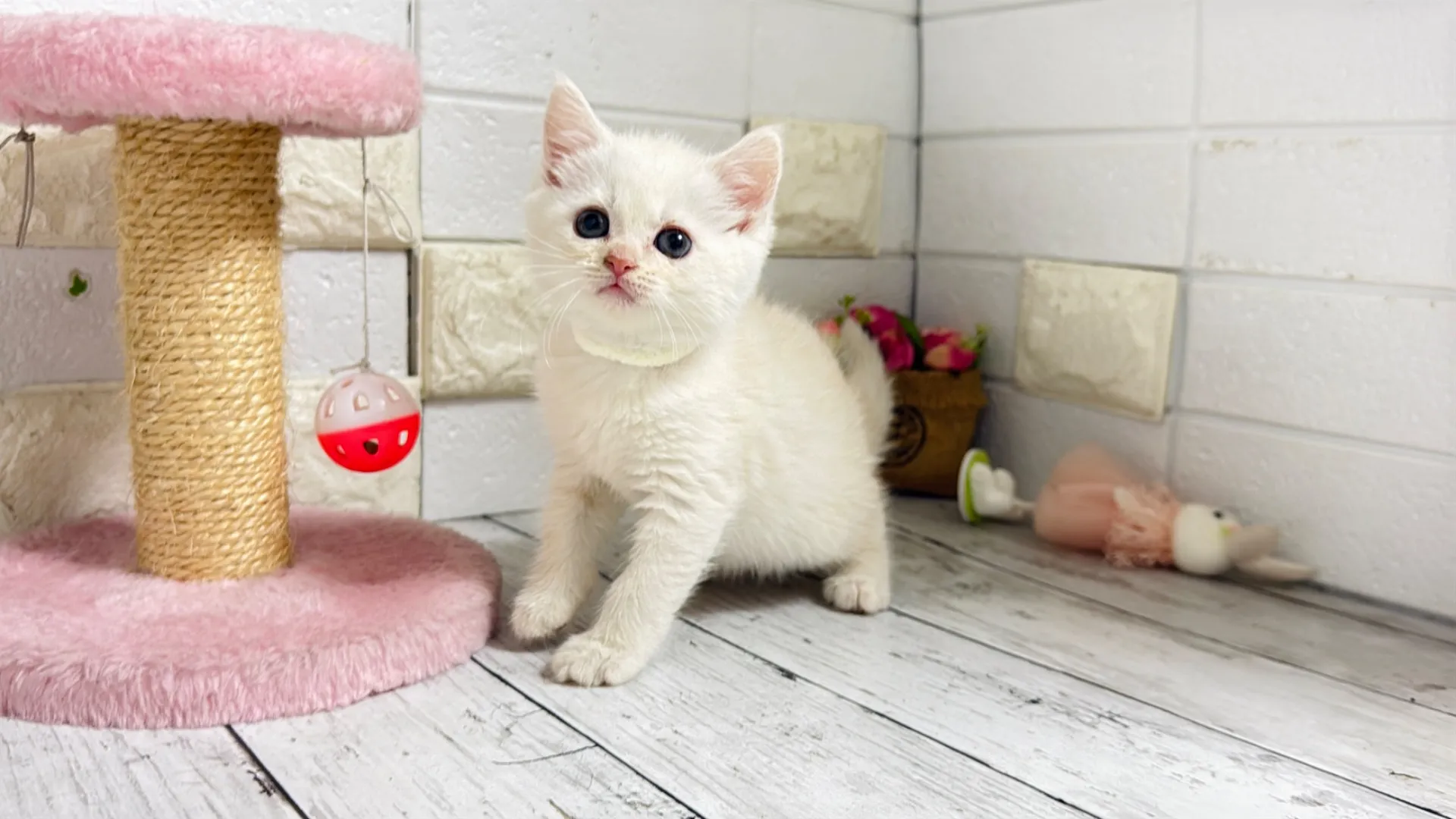 マンチカン長足(Yuba105)