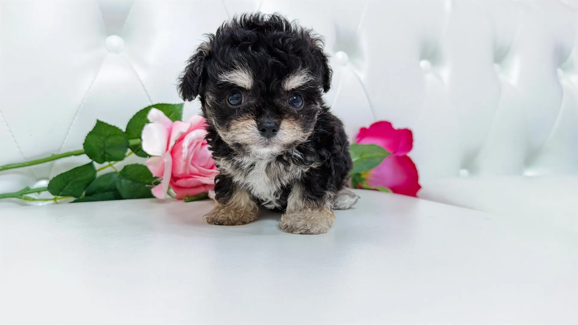 チワワ×ビジョンフリーゼ（Kuou101）