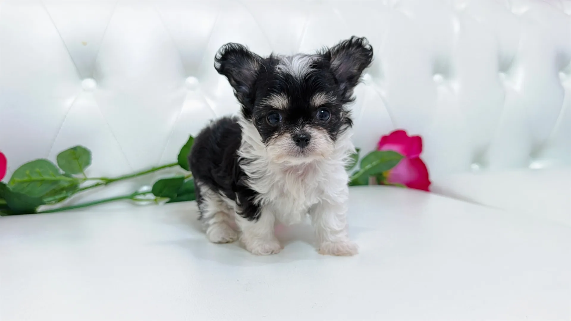 チワワ×ビションフリーゼ（Kuou102）