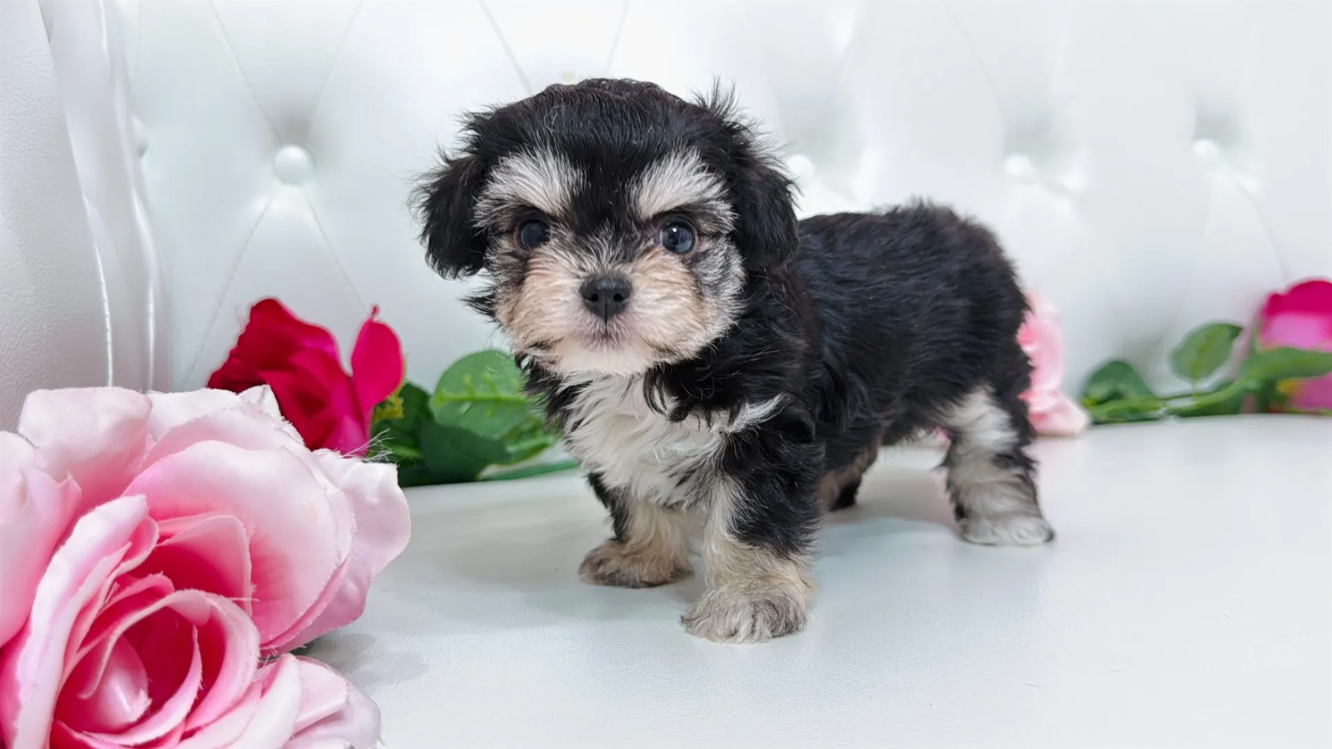 チワワ×ビションフリーゼ（Kuou103）