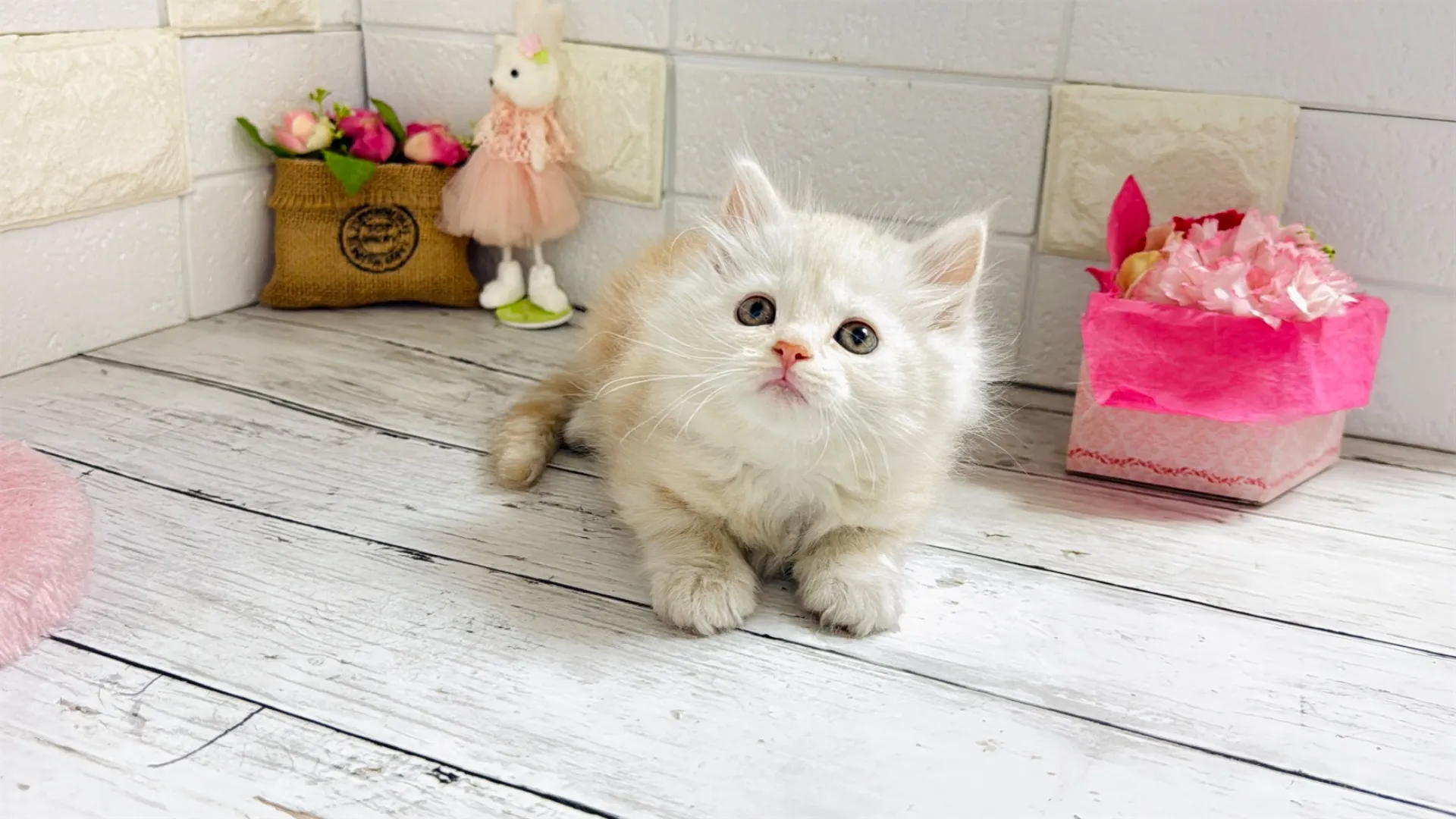 マンチカン長足（Bunny101）