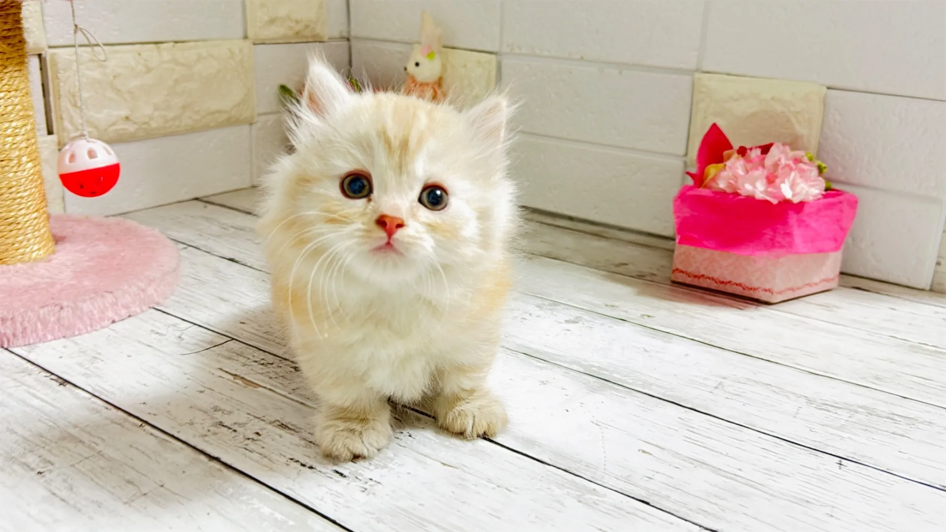 マンチカン短足（Bunny102）