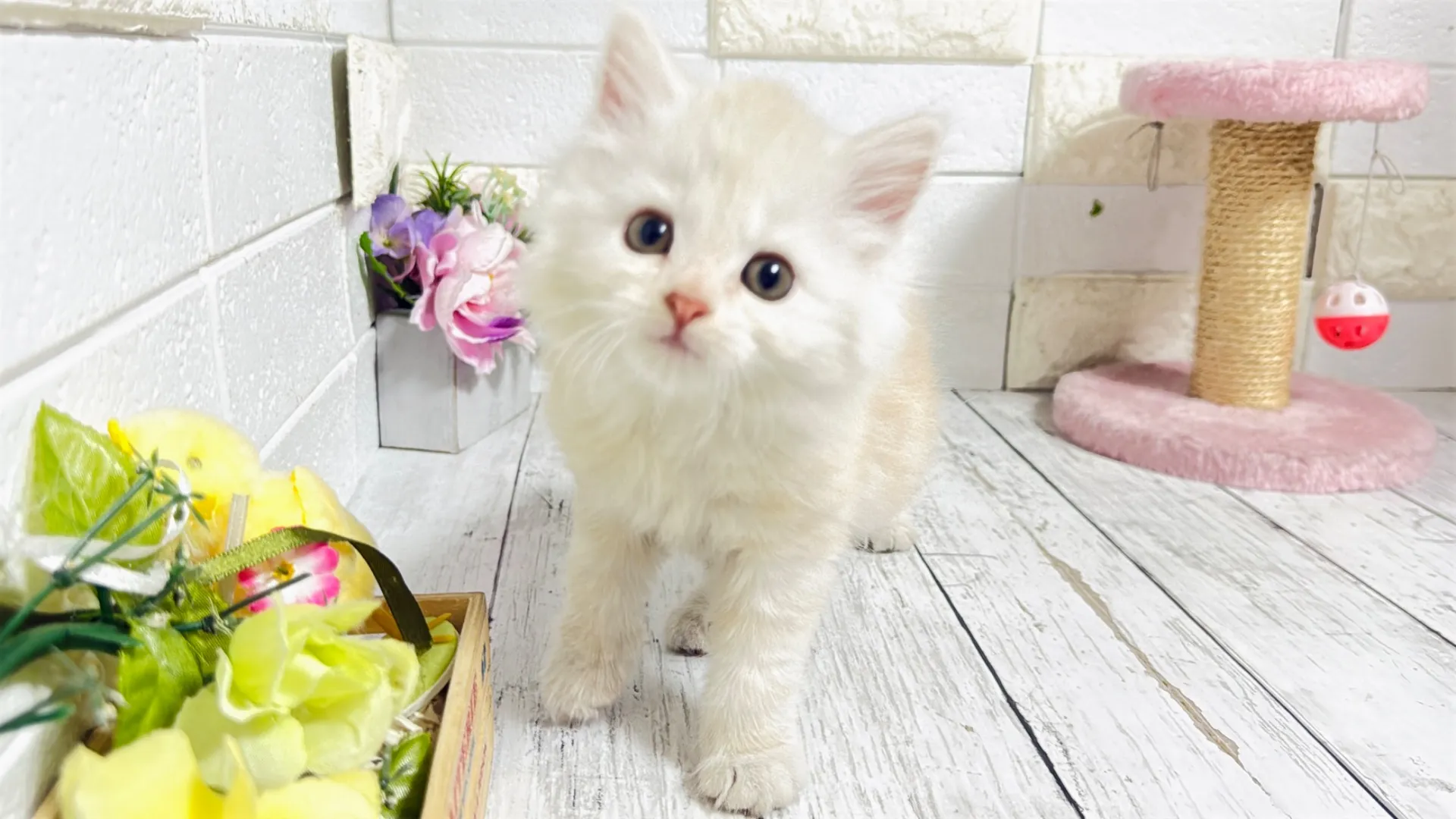 マンチカン長足（Bunny103）