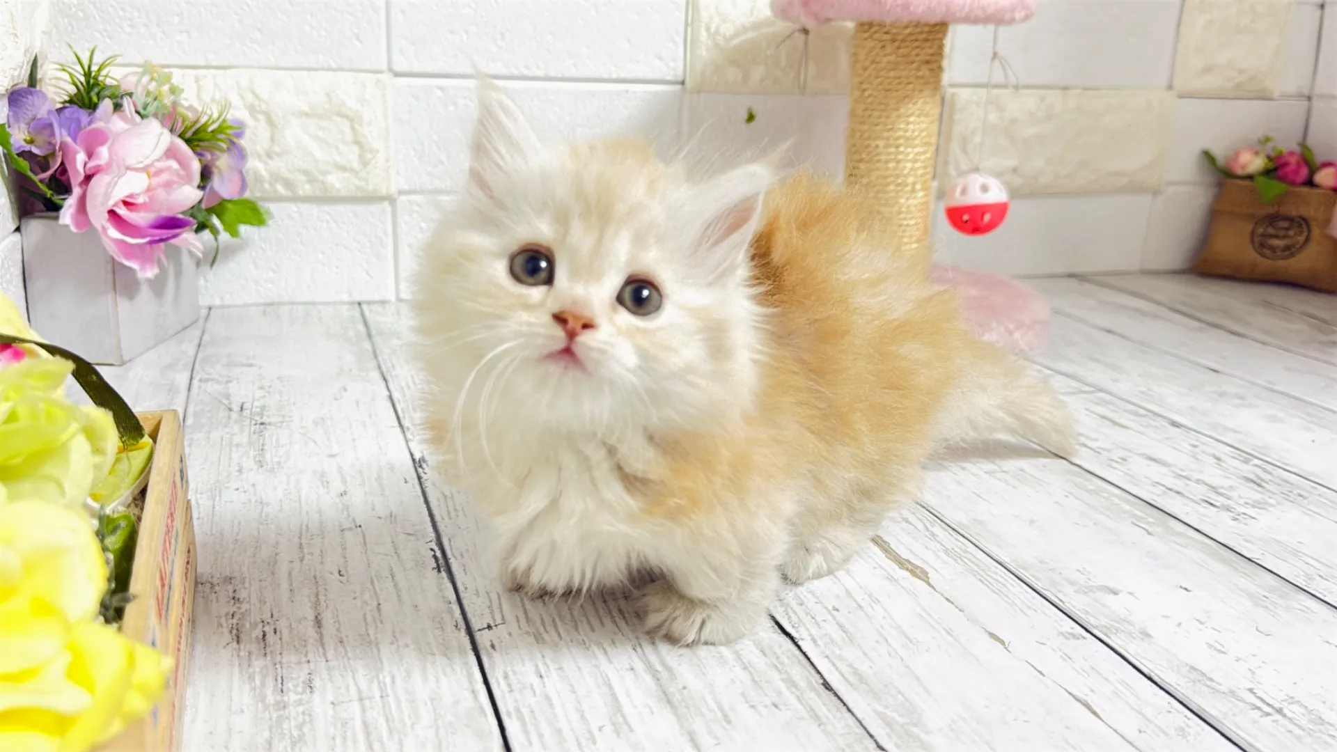 マンチカン短足（Bunny104）