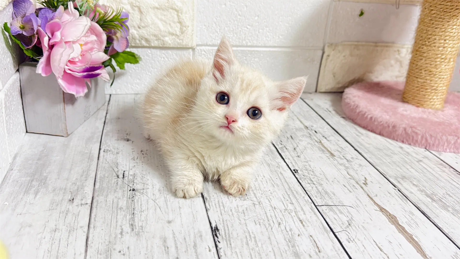 マンチカン短足（Yuba101）