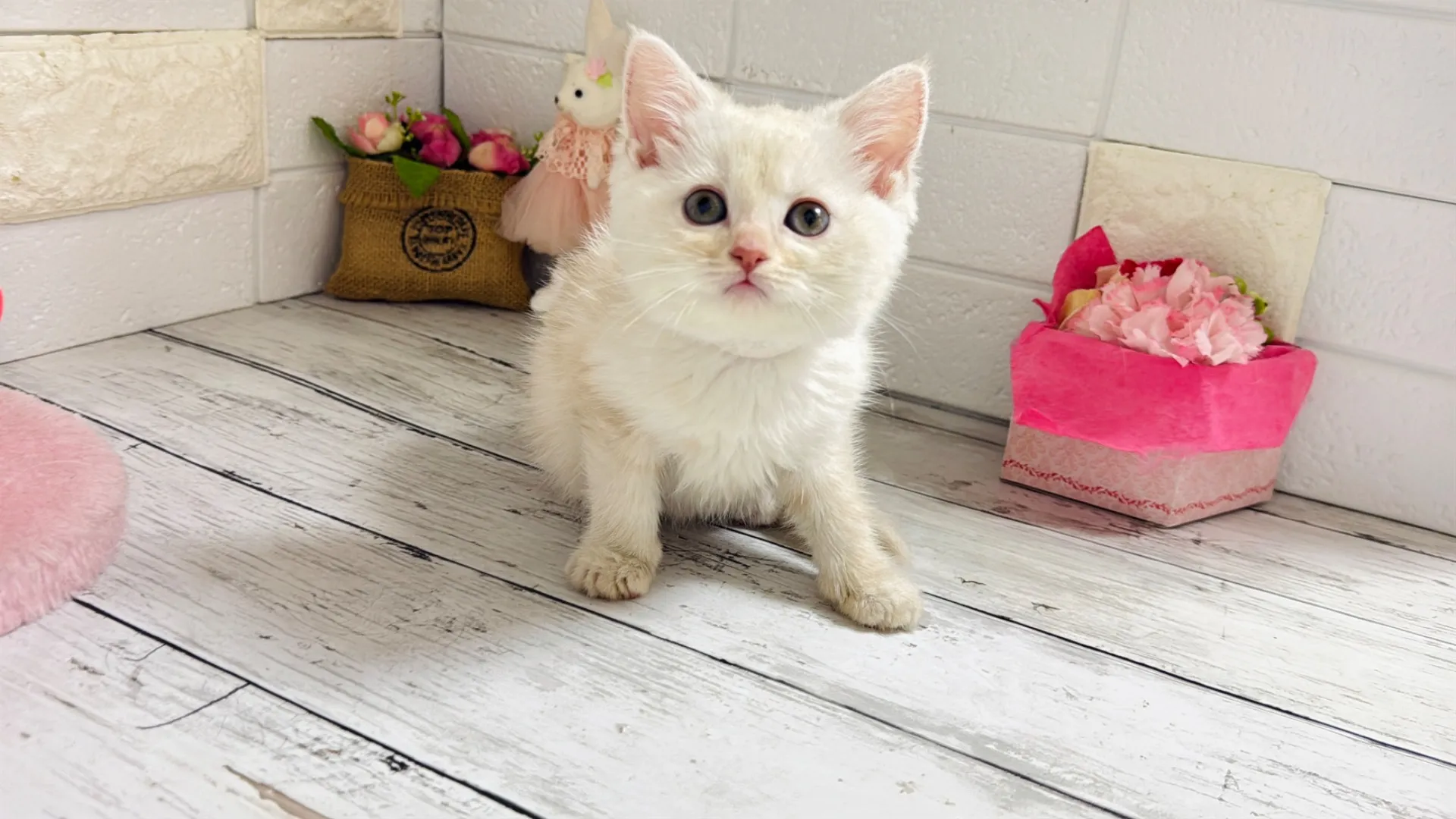 マンチカン長足（Yuba102）