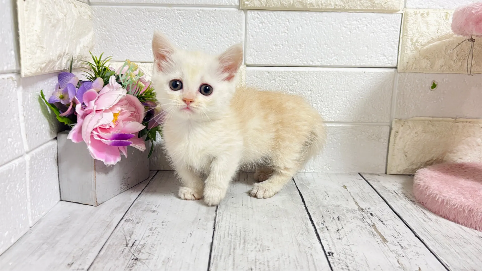 マンチカン短足（Yuba103）