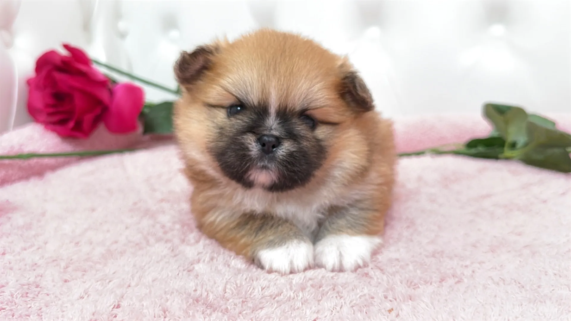 ポメラニアン×ペキニーズ（Himawari101）