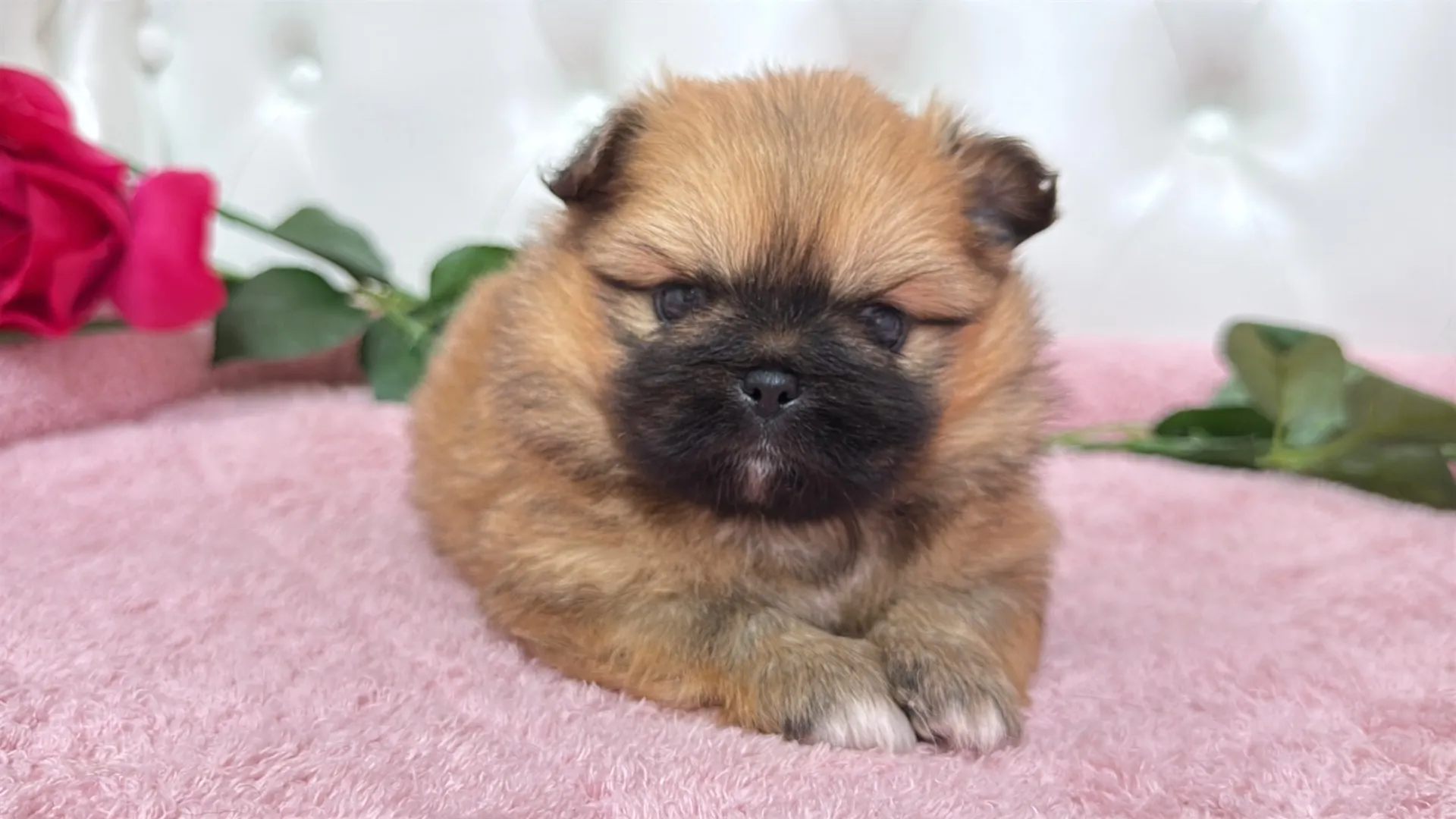 ポメラニアン×ペキニーズ（Himawari102）