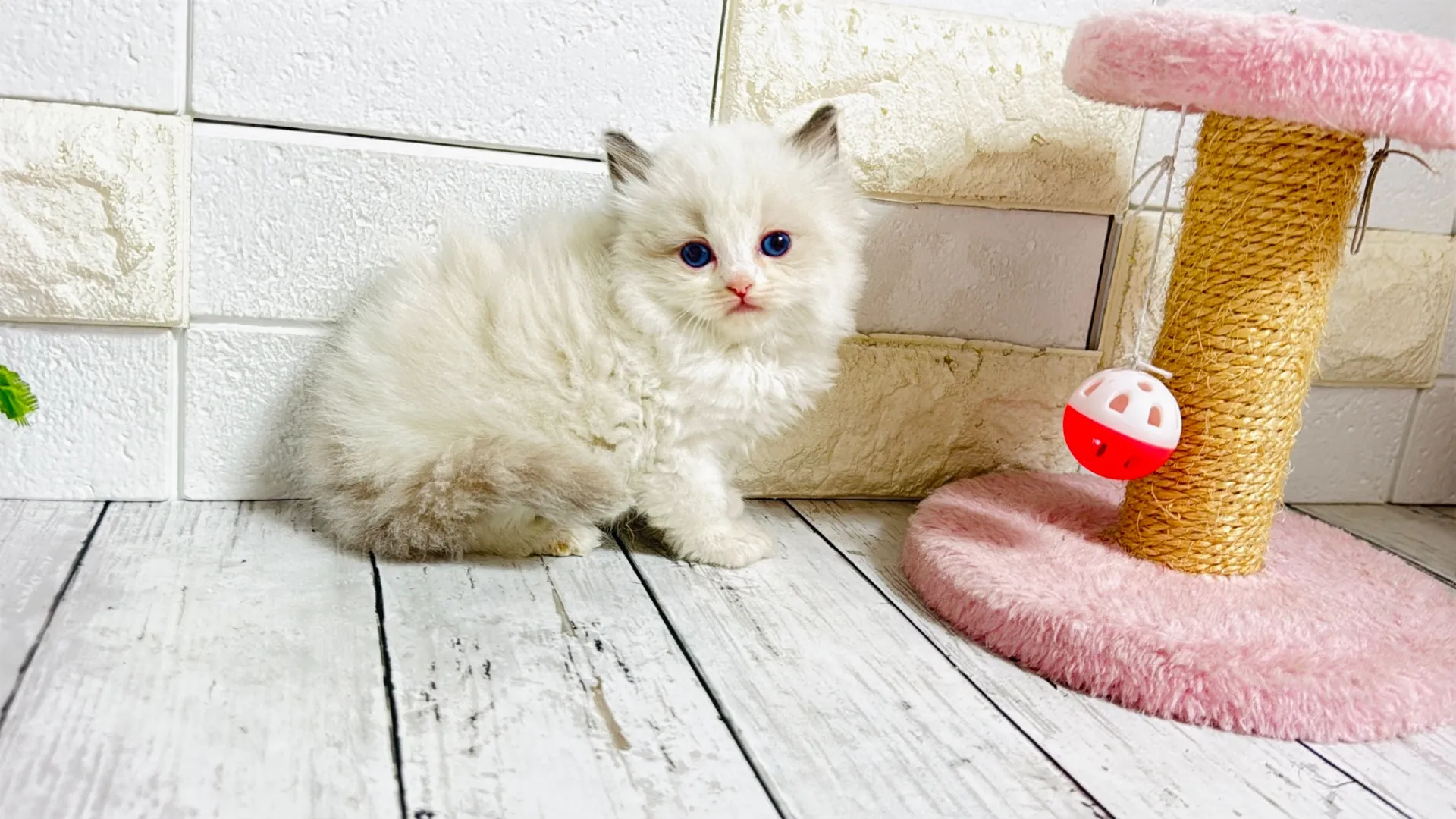 ラグドール（Dior101）