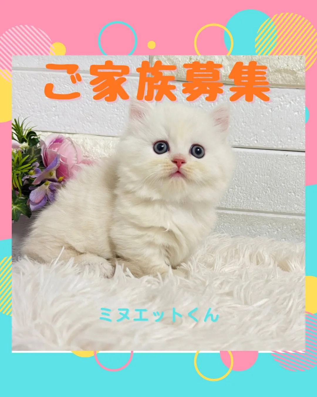 ミヌエット/ブリーダー直販/パピーランドシェリエ/子猫販売