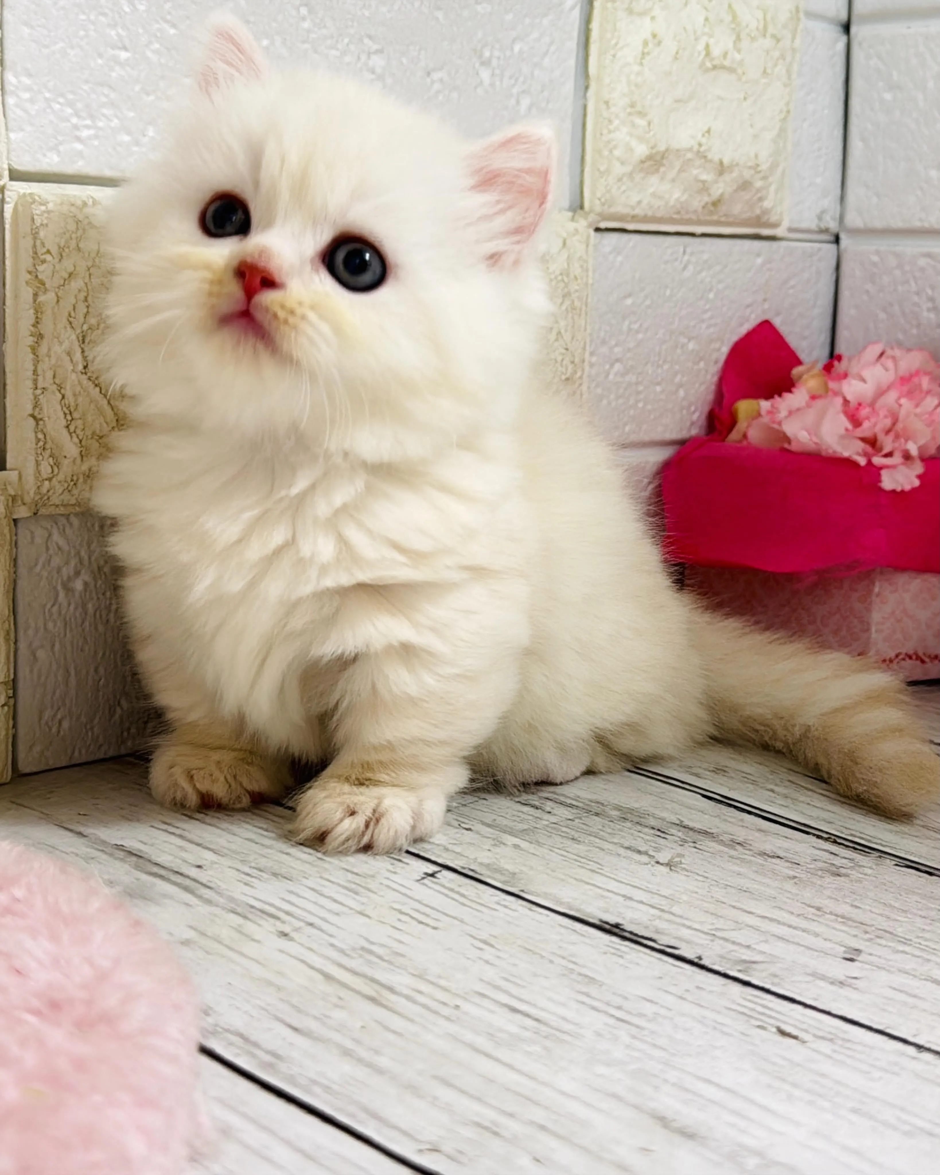 ミヌエット/ブリーダー直販/パピーランドシェリエ/子猫販売