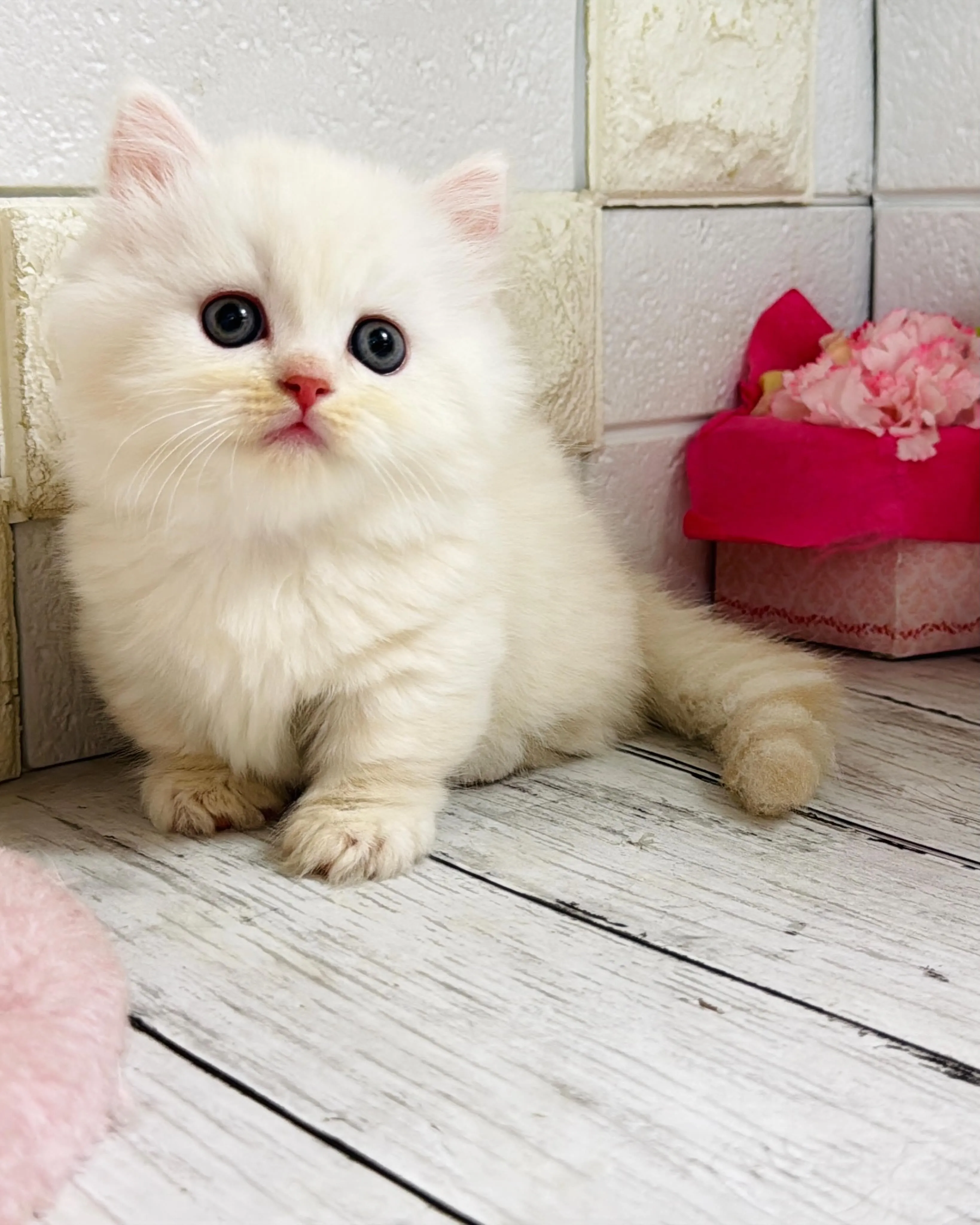 ミヌエット/ブリーダー直販/パピーランドシェリエ/子猫販売