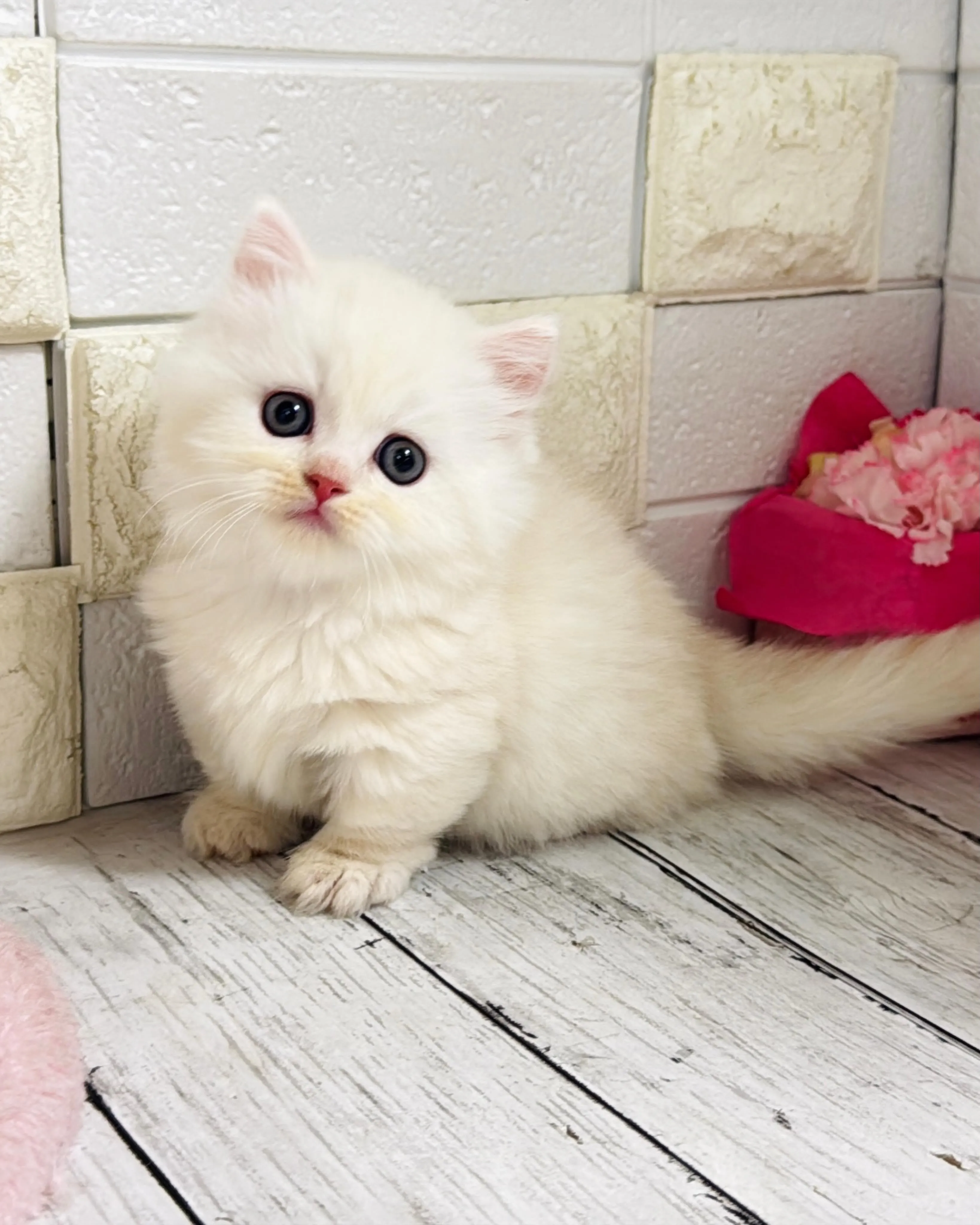 ミヌエット/ブリーダー直販/パピーランドシェリエ/子猫販売