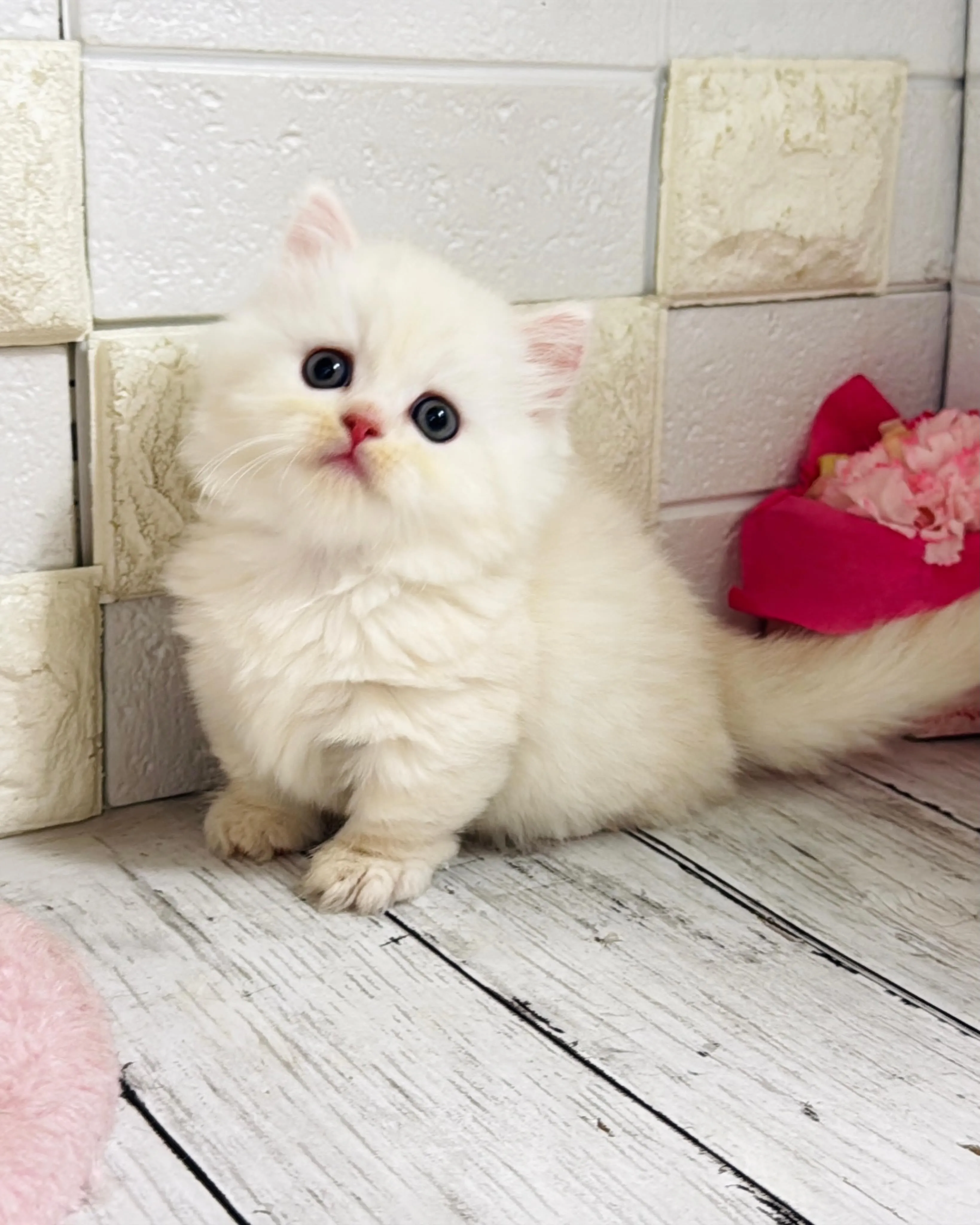 ミヌエット/ブリーダー直販/パピーランドシェリエ/子猫販売