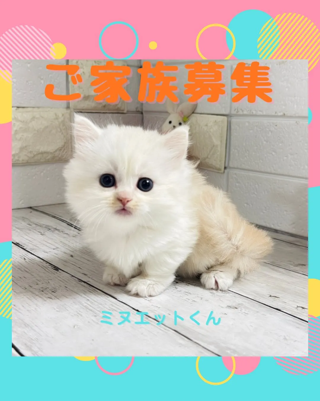 ミヌエット/ブリーダー直販/パピーランドシェリエ/子猫販売