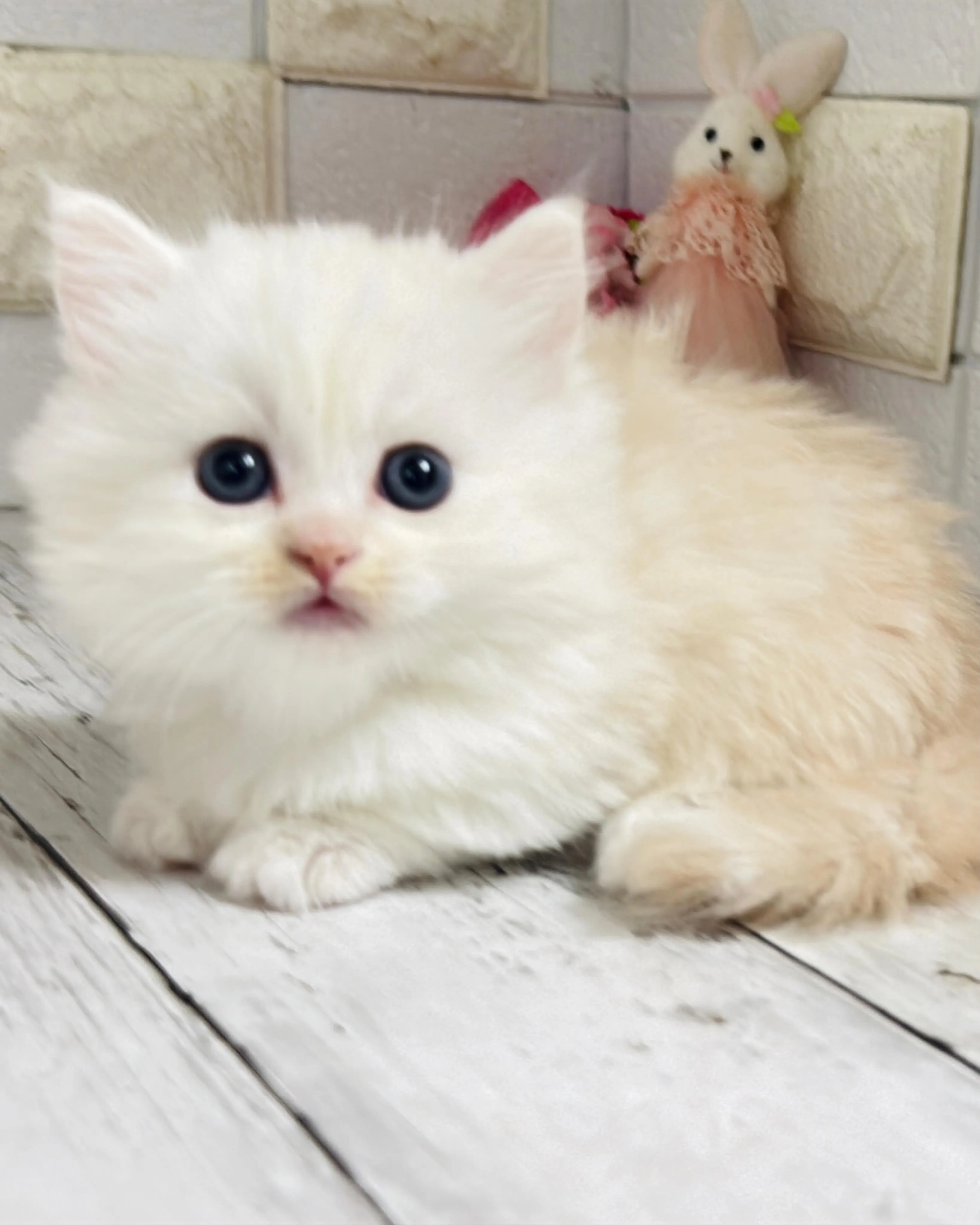 ミヌエット/ブリーダー直販/パピーランドシェリエ/子猫販売