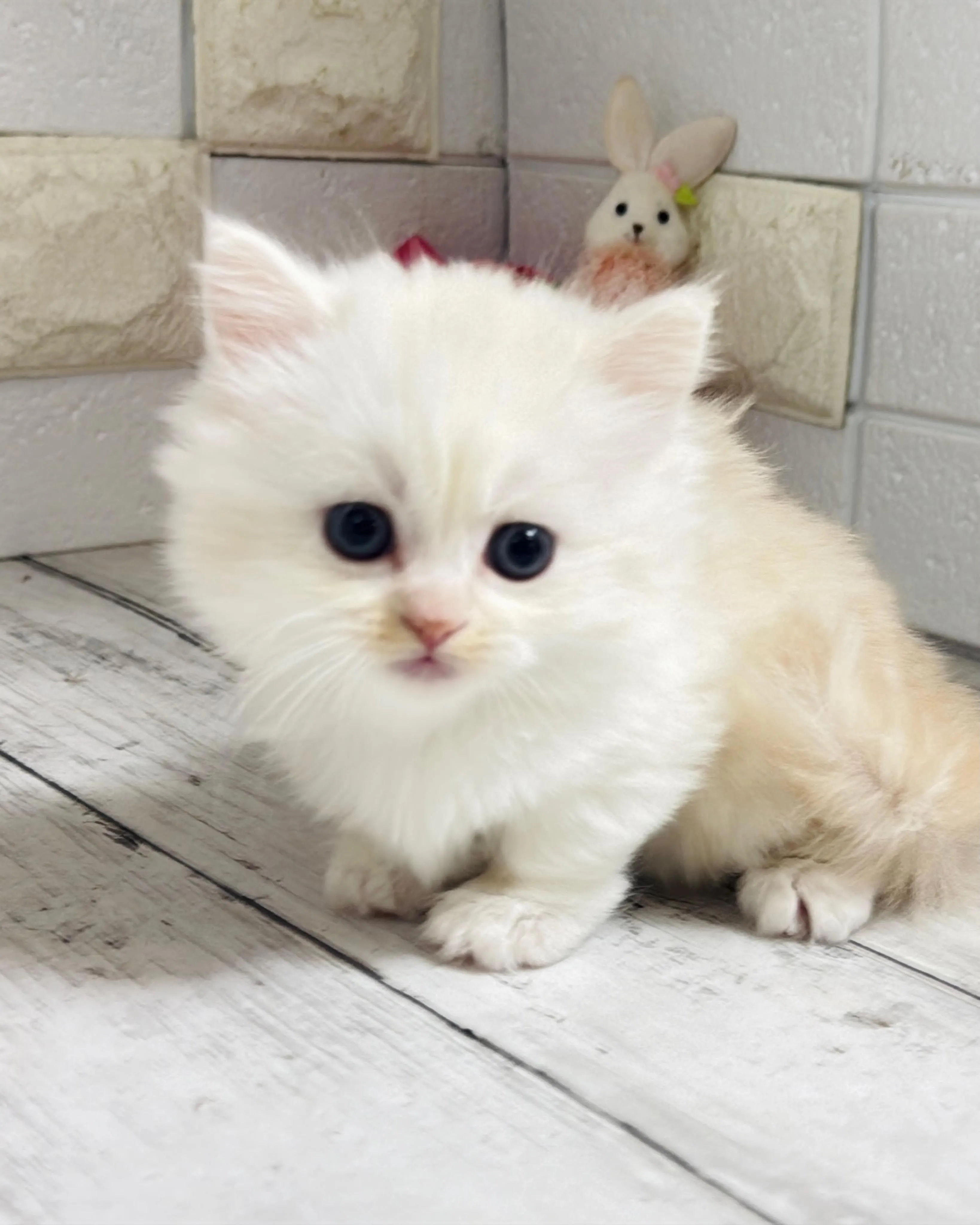 ミヌエット/ブリーダー直販/パピーランドシェリエ/子猫販売