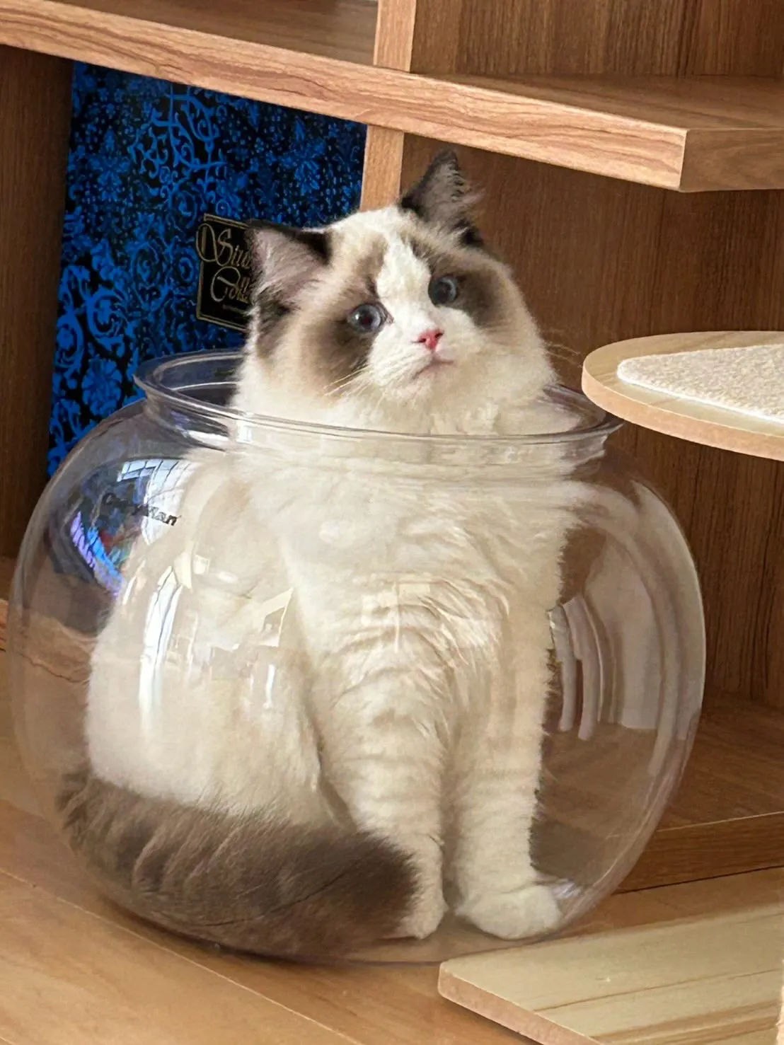 うちから巣立っていったマイキーくん🐾