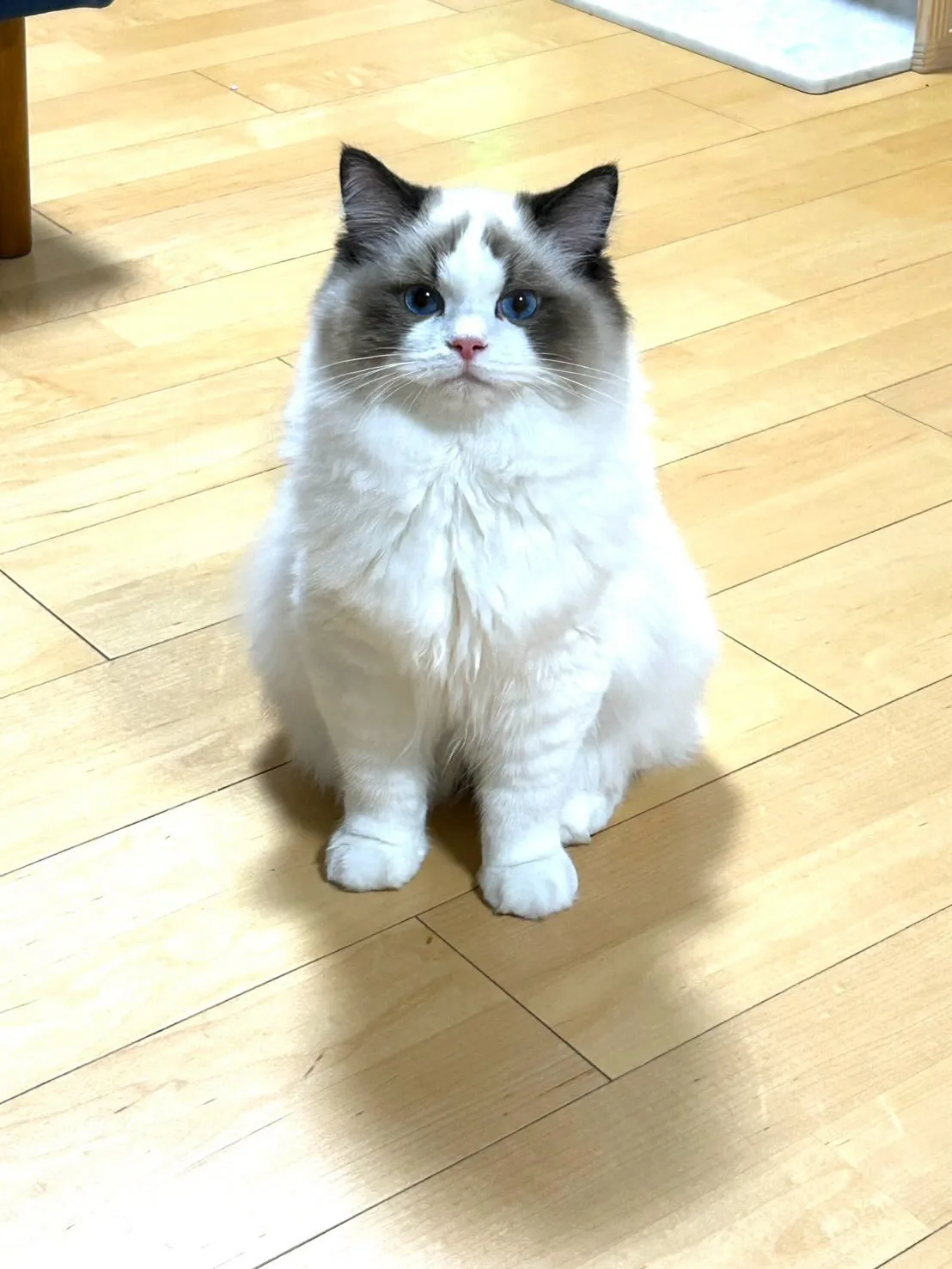 うちから巣立っていったマイキーくん🐾