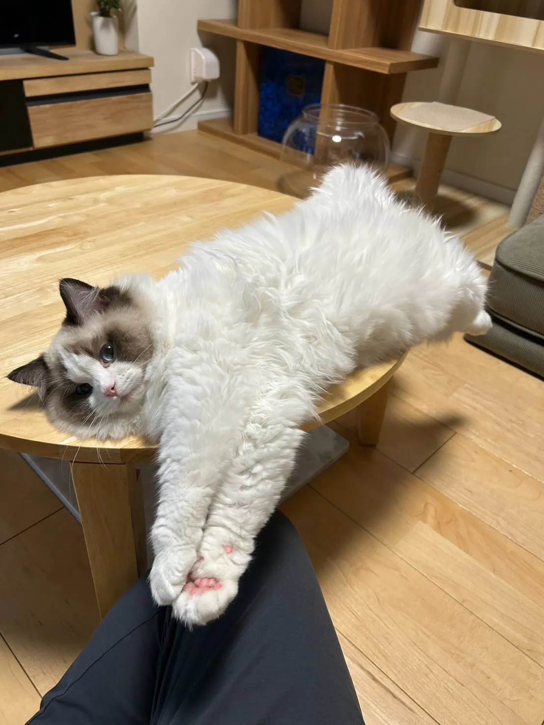 うちから巣立っていったマイキーくん🐾