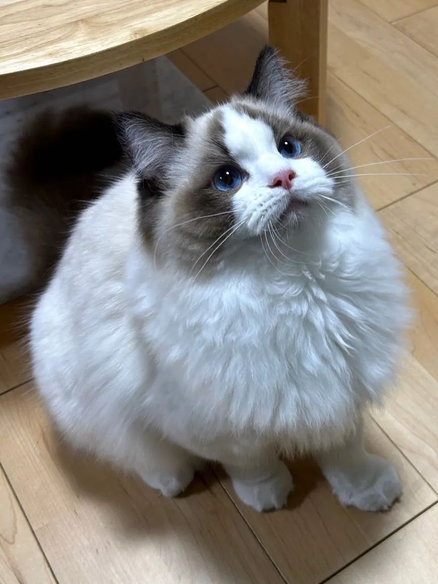 うちから巣立っていったマイキーくん🐾