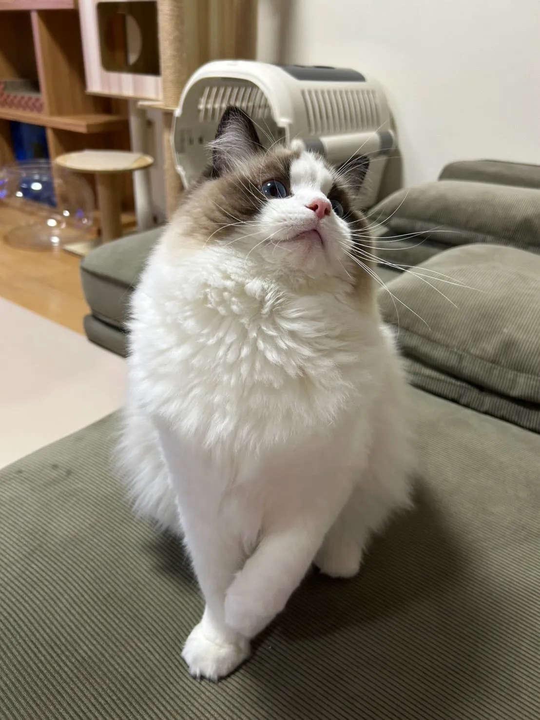 うちから巣立っていったマイキーくん🐾