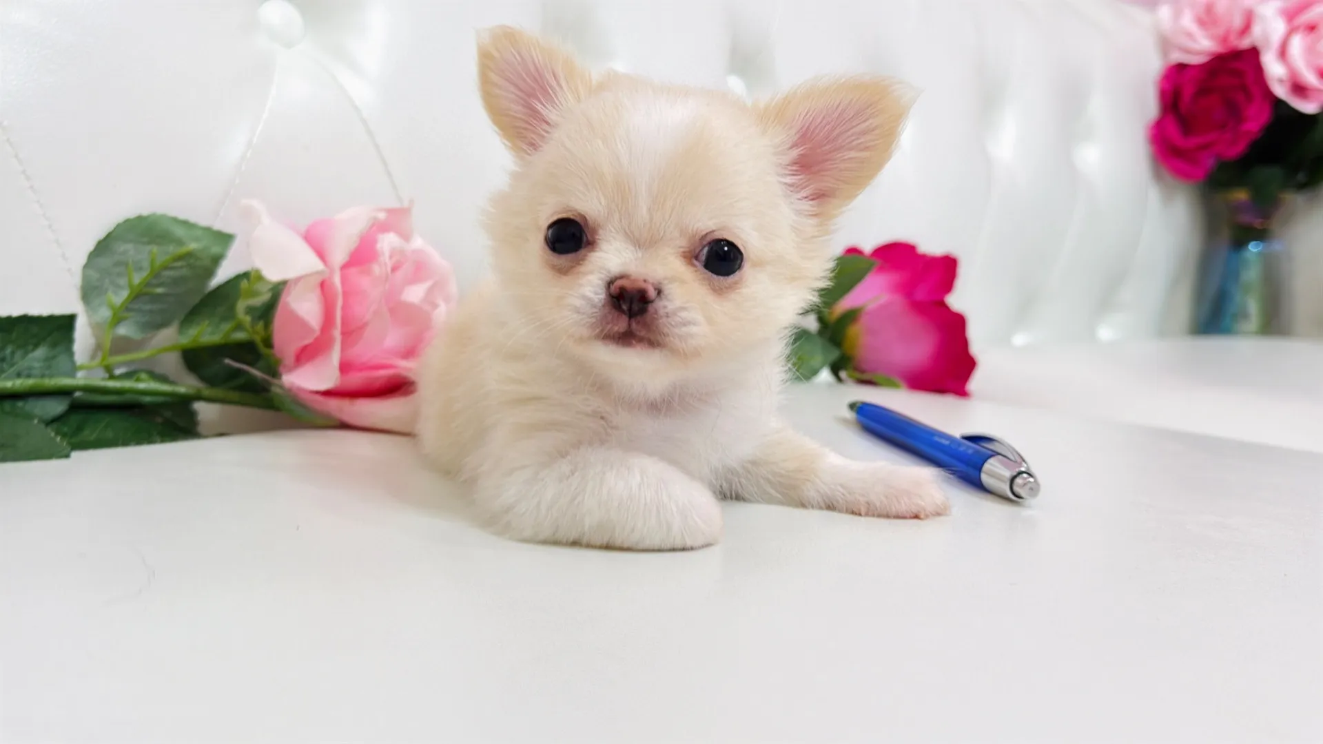 チワワロング(Cute101)