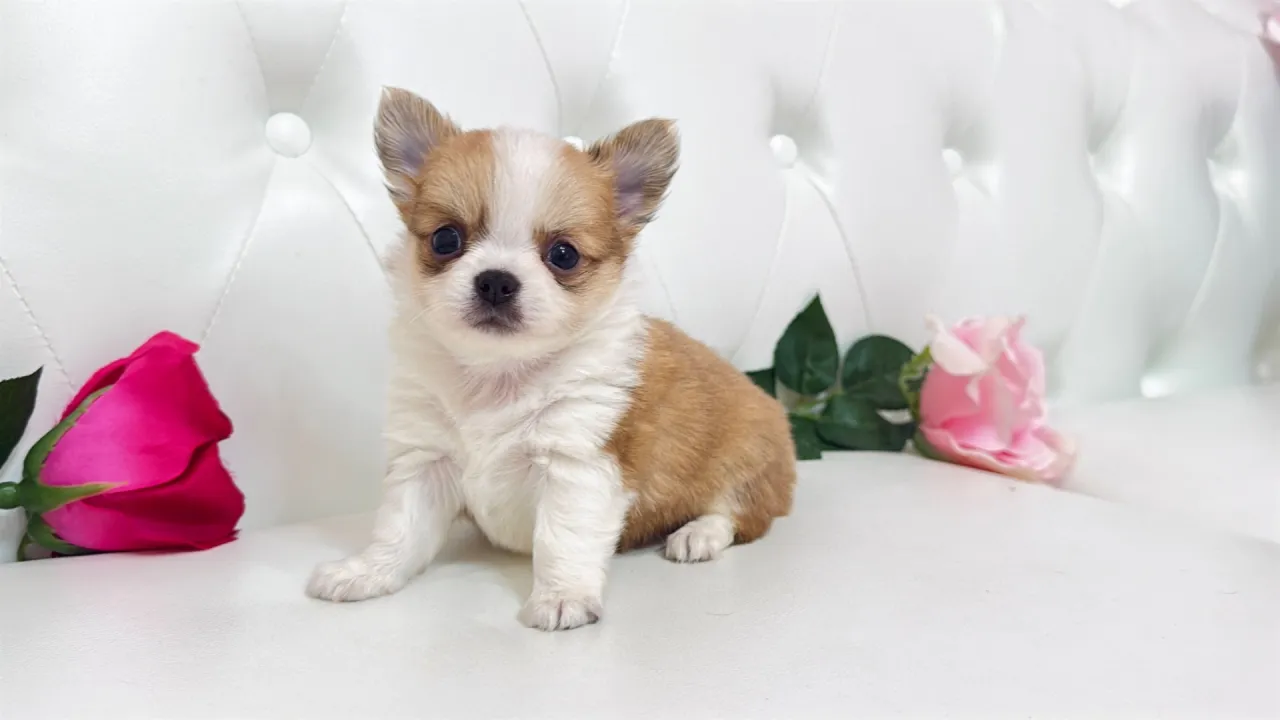 チワワロング（Riko101）