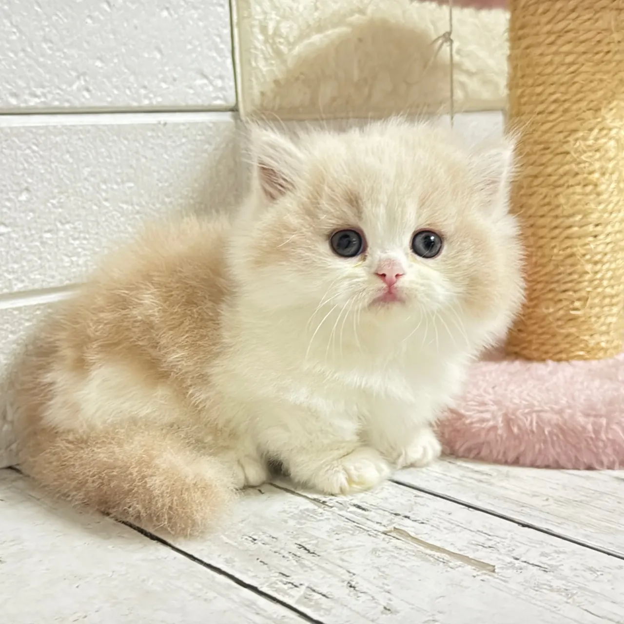 🐾あざと可愛い極短足ミヌエットちゃん💓【家族募集中】